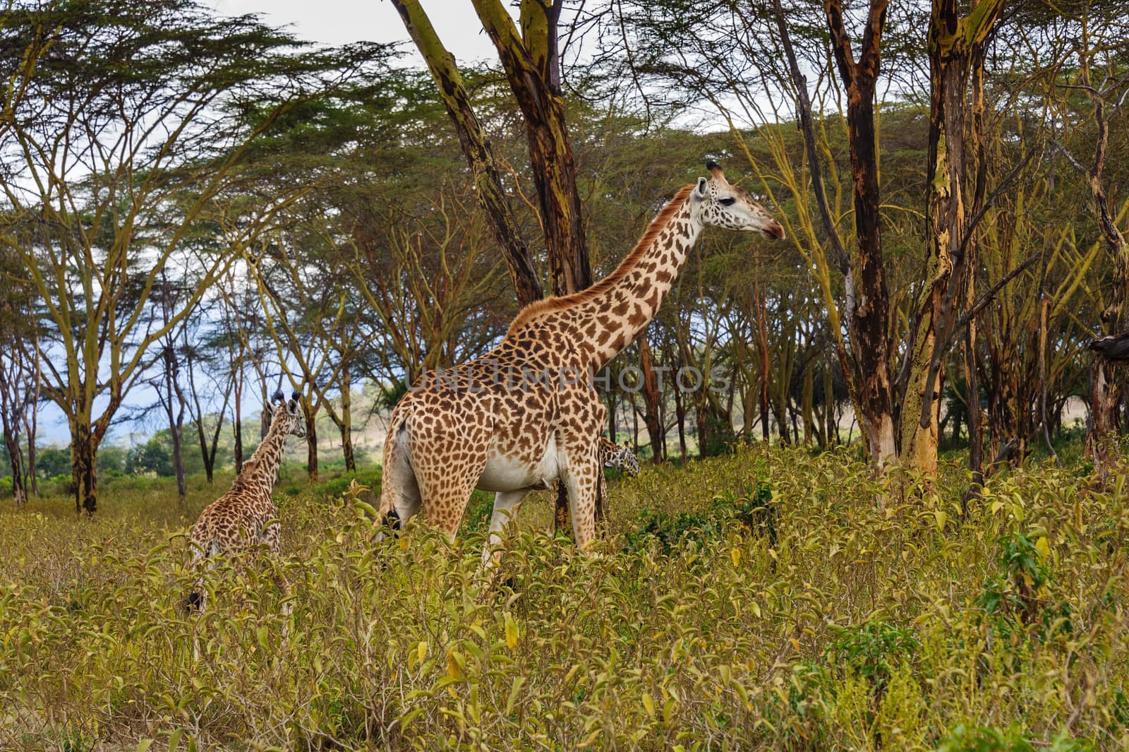 The giraffe family in Hell's gate national park, Kenya.