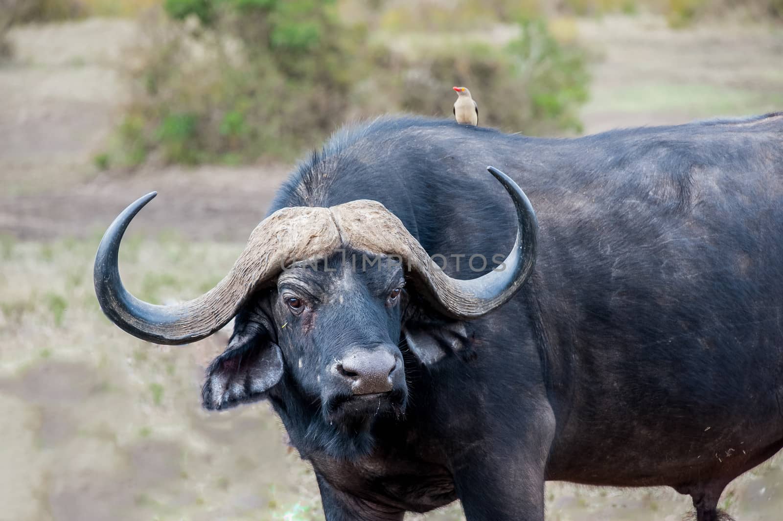 The buffalo with a bird in Hell's gate national park, Kenya.