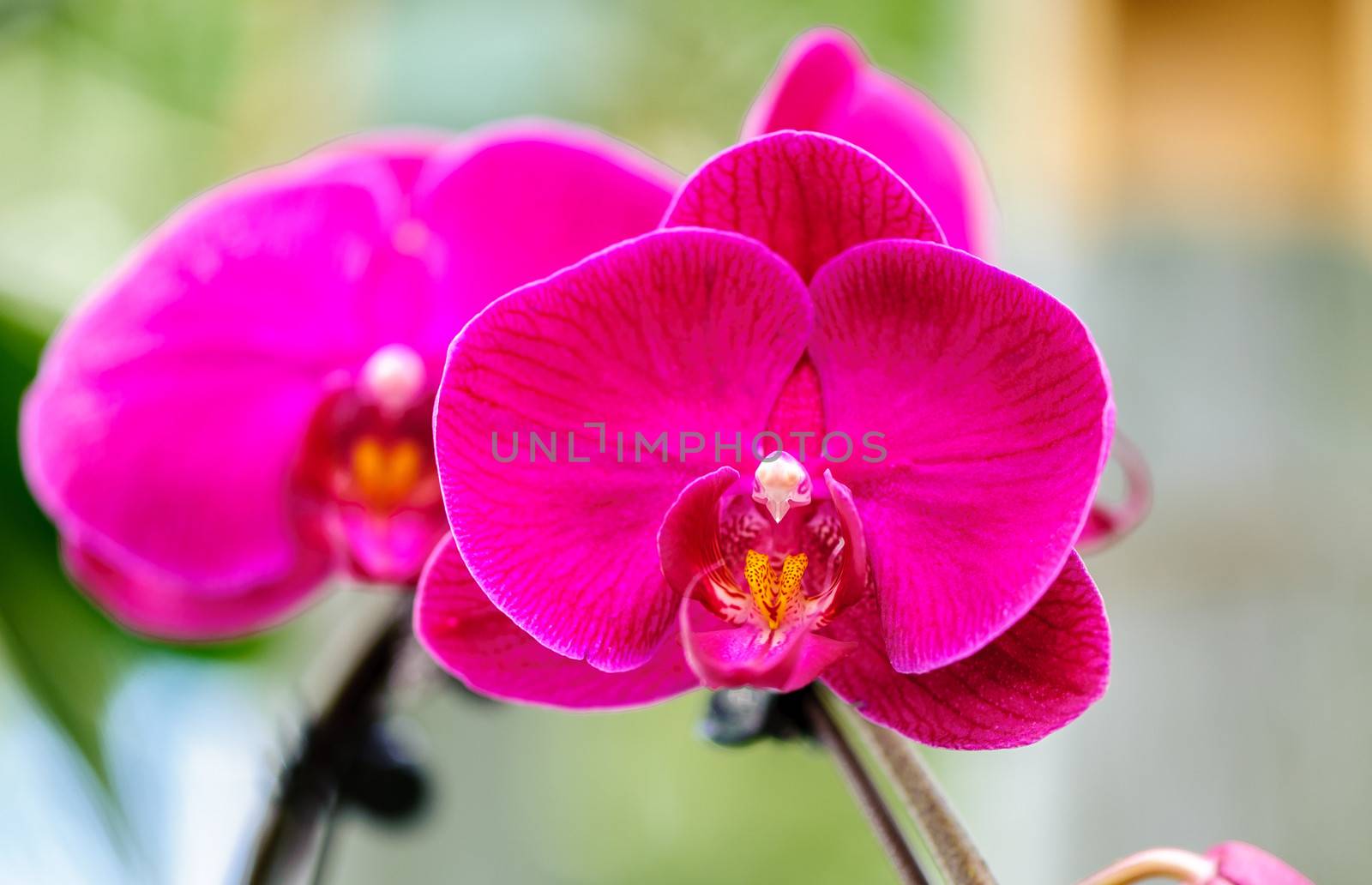 Winter flowers: cyclamen flowers in a greenhouse of Beijing.