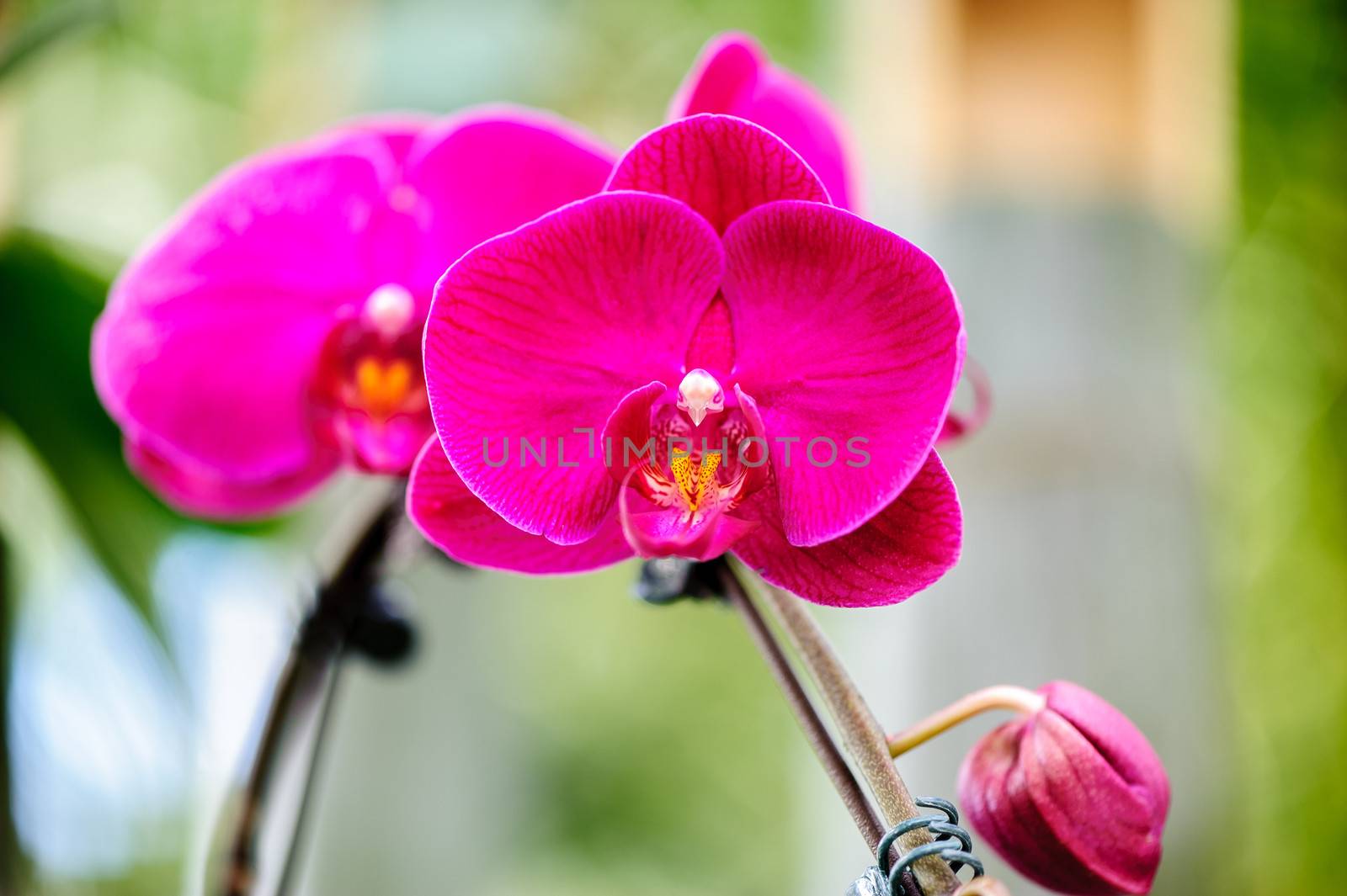 Winter flowers: cyclamen flowers in a greenhouse of Beijing.