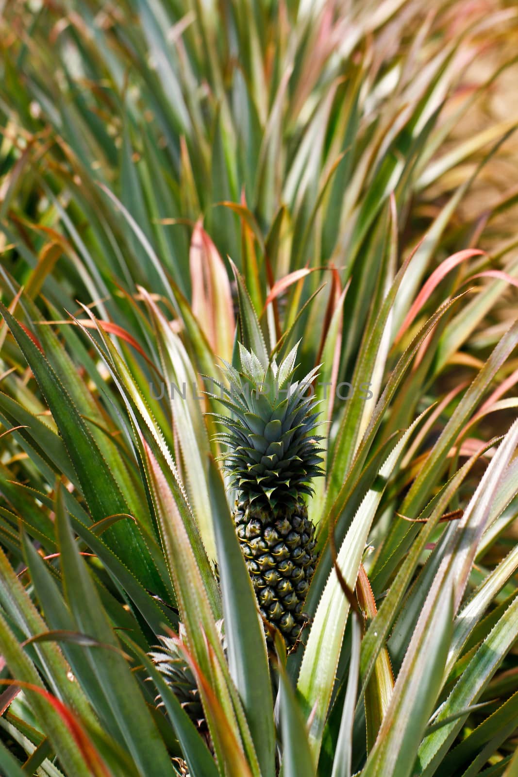 Close up shot of a young pineapple