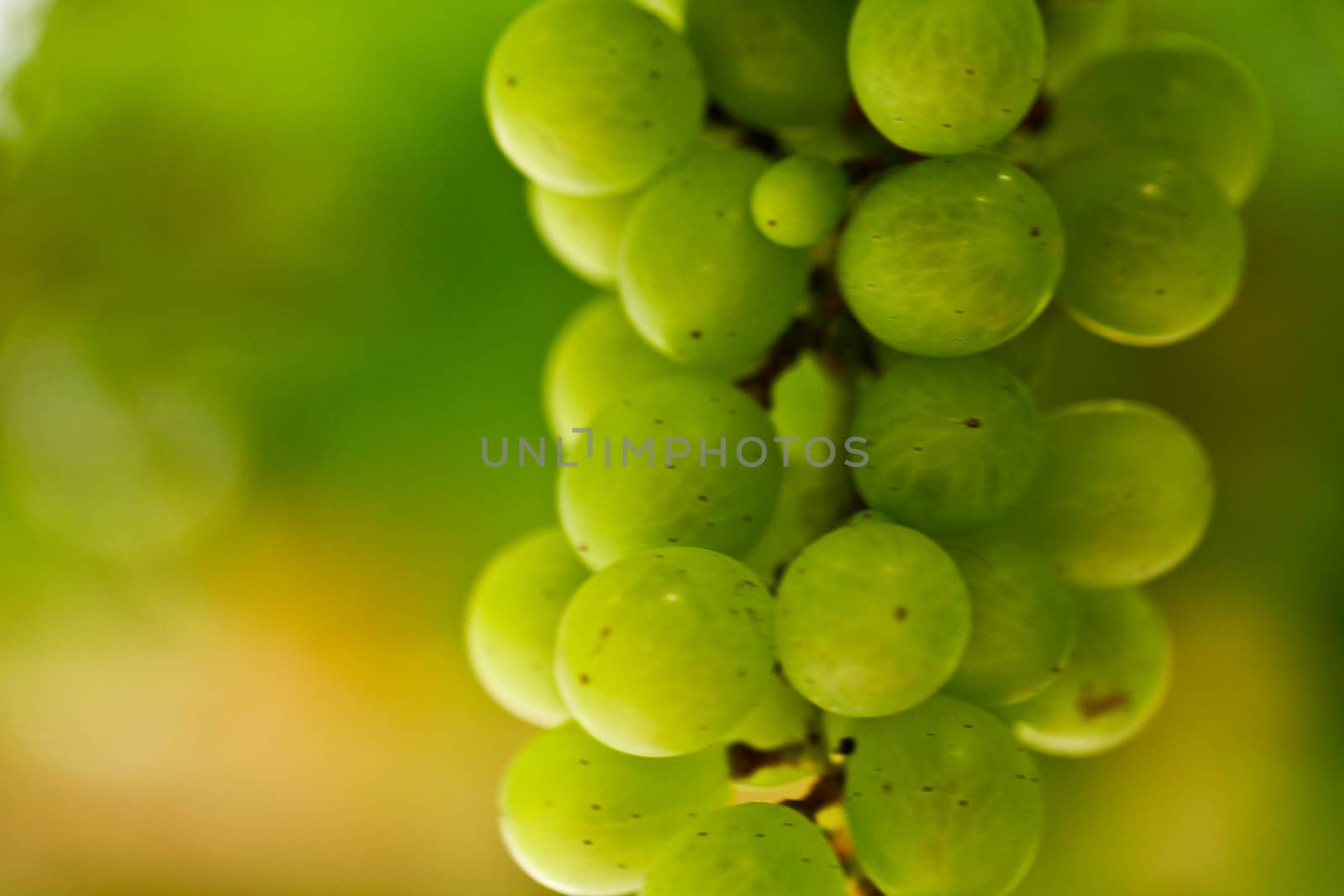 Bunch of green grapes close up shot