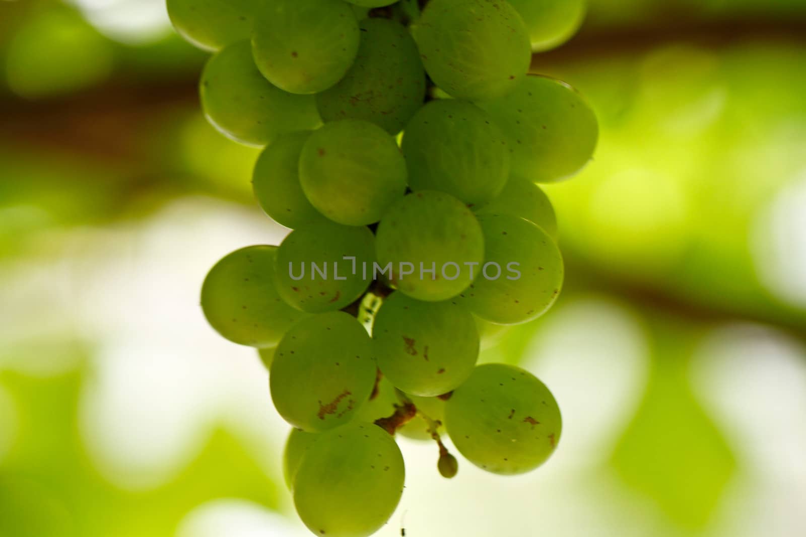 Green Grapes 2 by azamshah72
