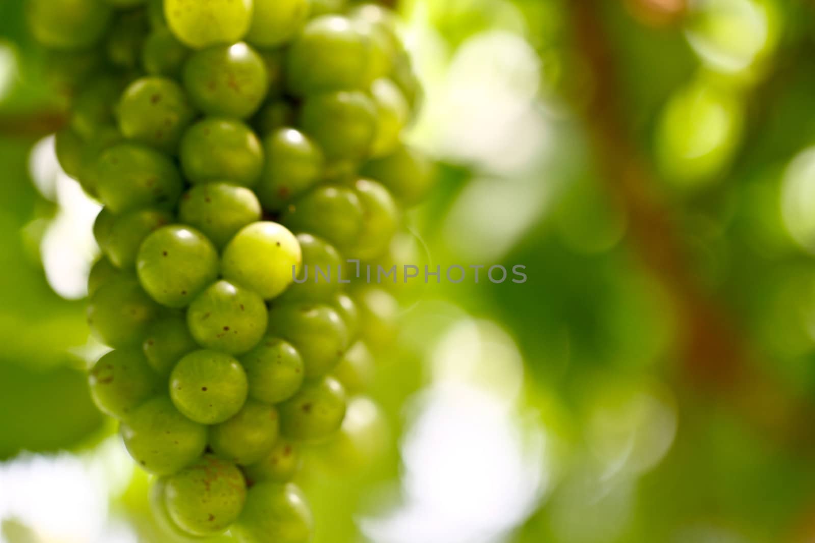 a binch of green grapes hanging from the plant