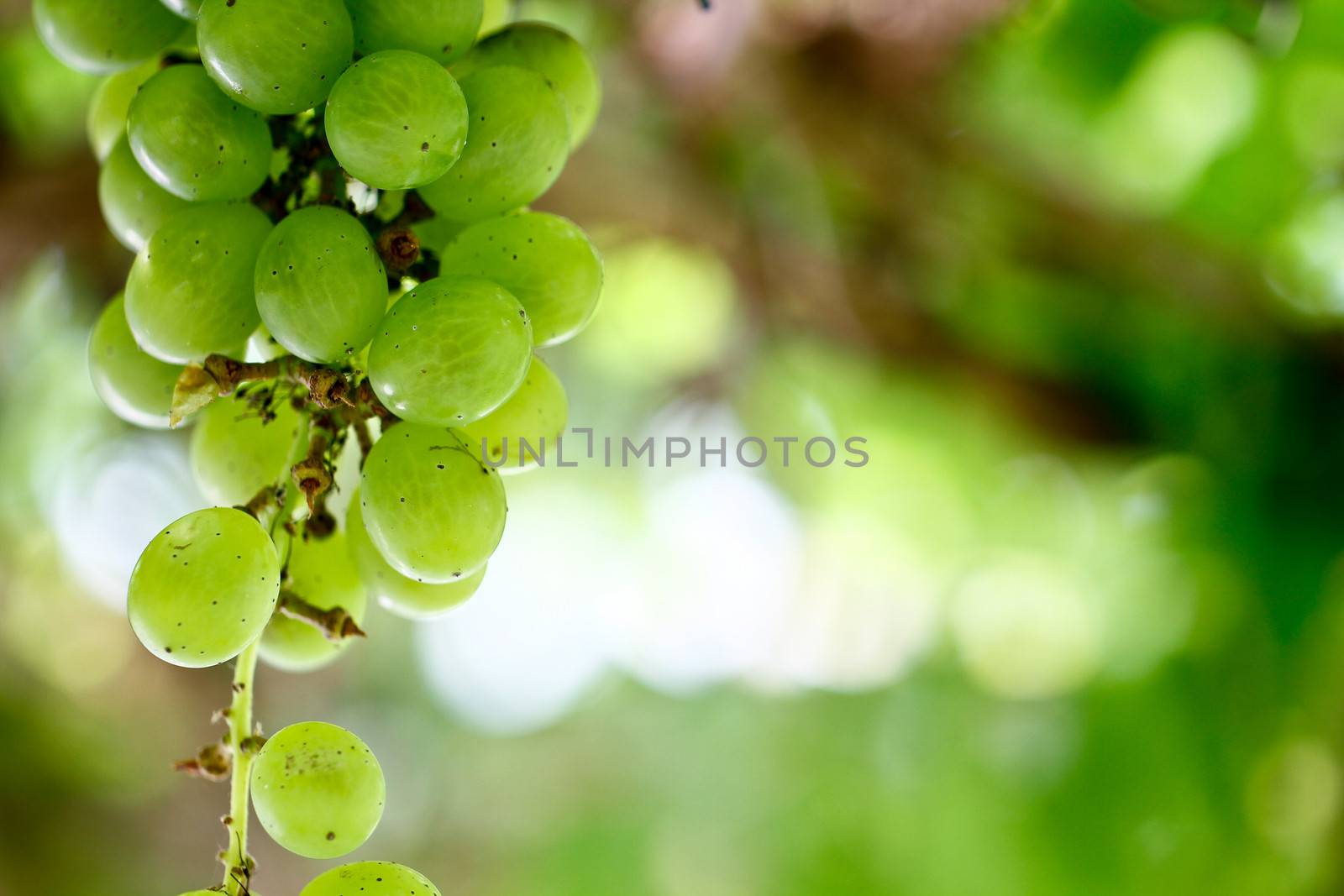 a binch of green grapes hanging from the plant