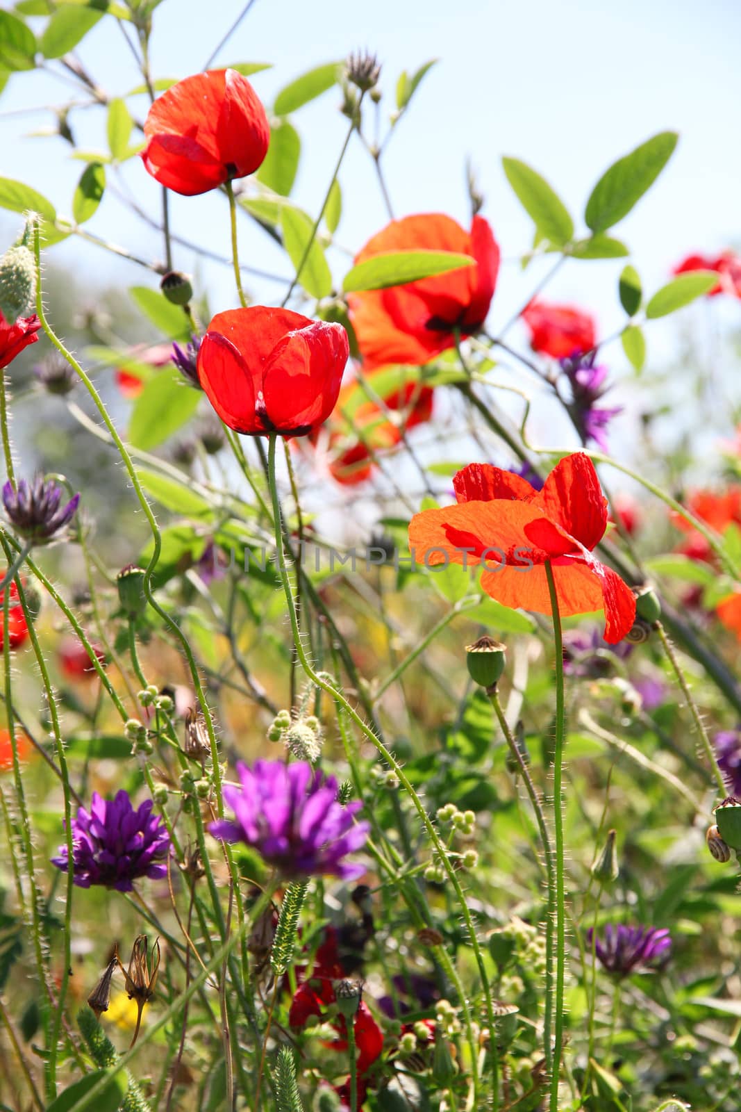 Poppies and other wild flowers on a green field in spring. Turkey.Side 