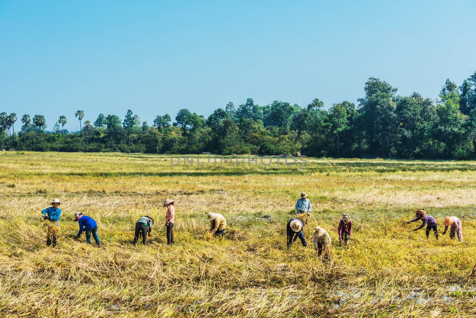 Angkor, Cambodia - January 2, 2014: peasants harvesting rice at Angkor, Cambodia on january 2nd, 2014