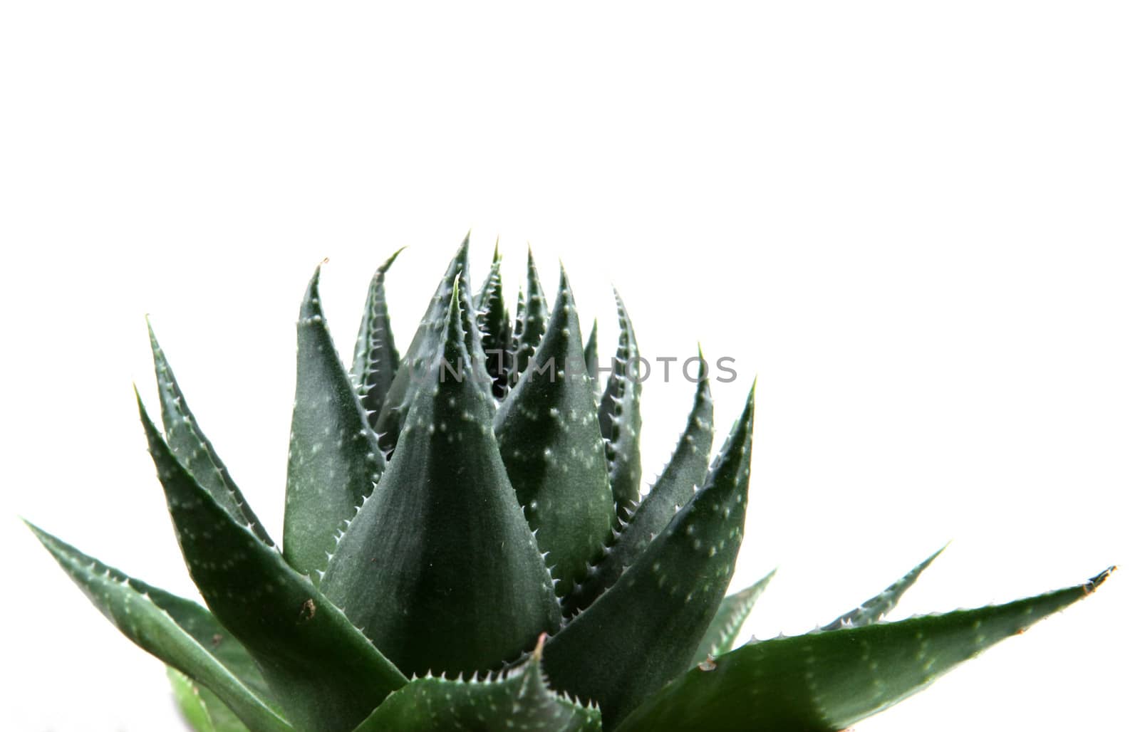 Aloe vera plant isolated on white