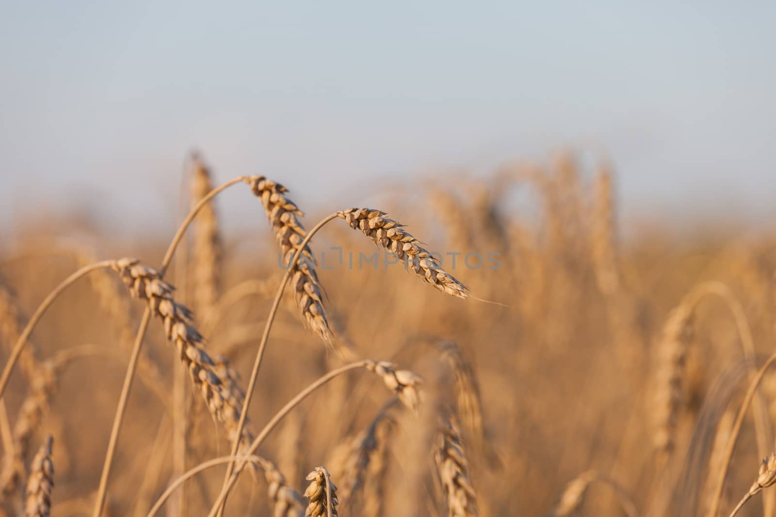 Gold ripe wheat or rye agriculture field plant