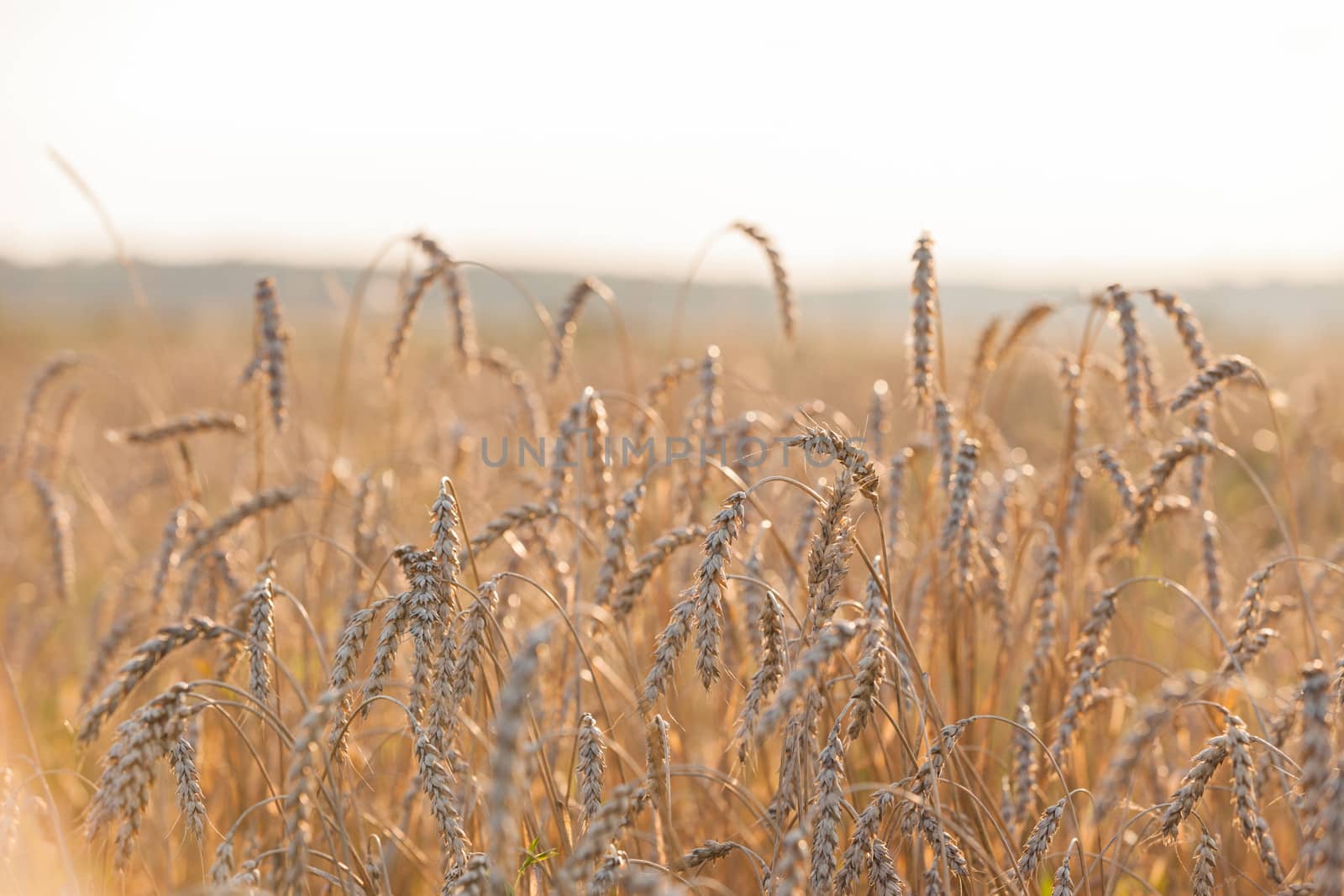 Gold ripe wheat or rye agriculture field plant