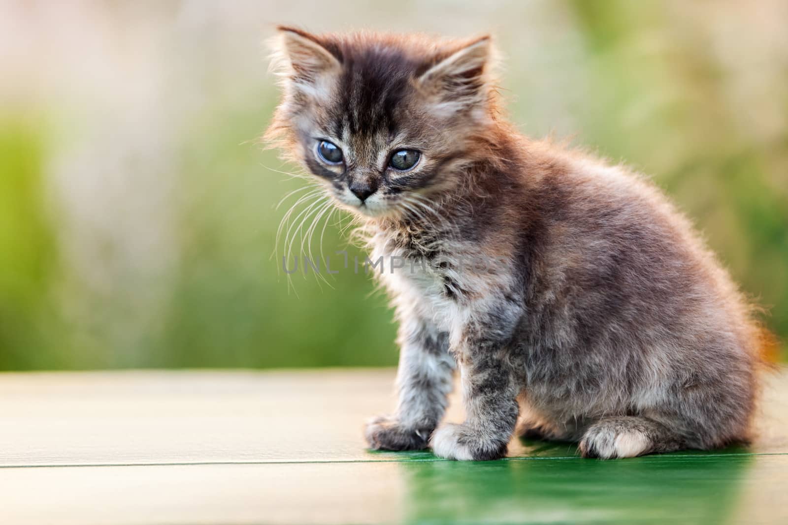 Feline animal pet little british domestic cat curious face looking eyes