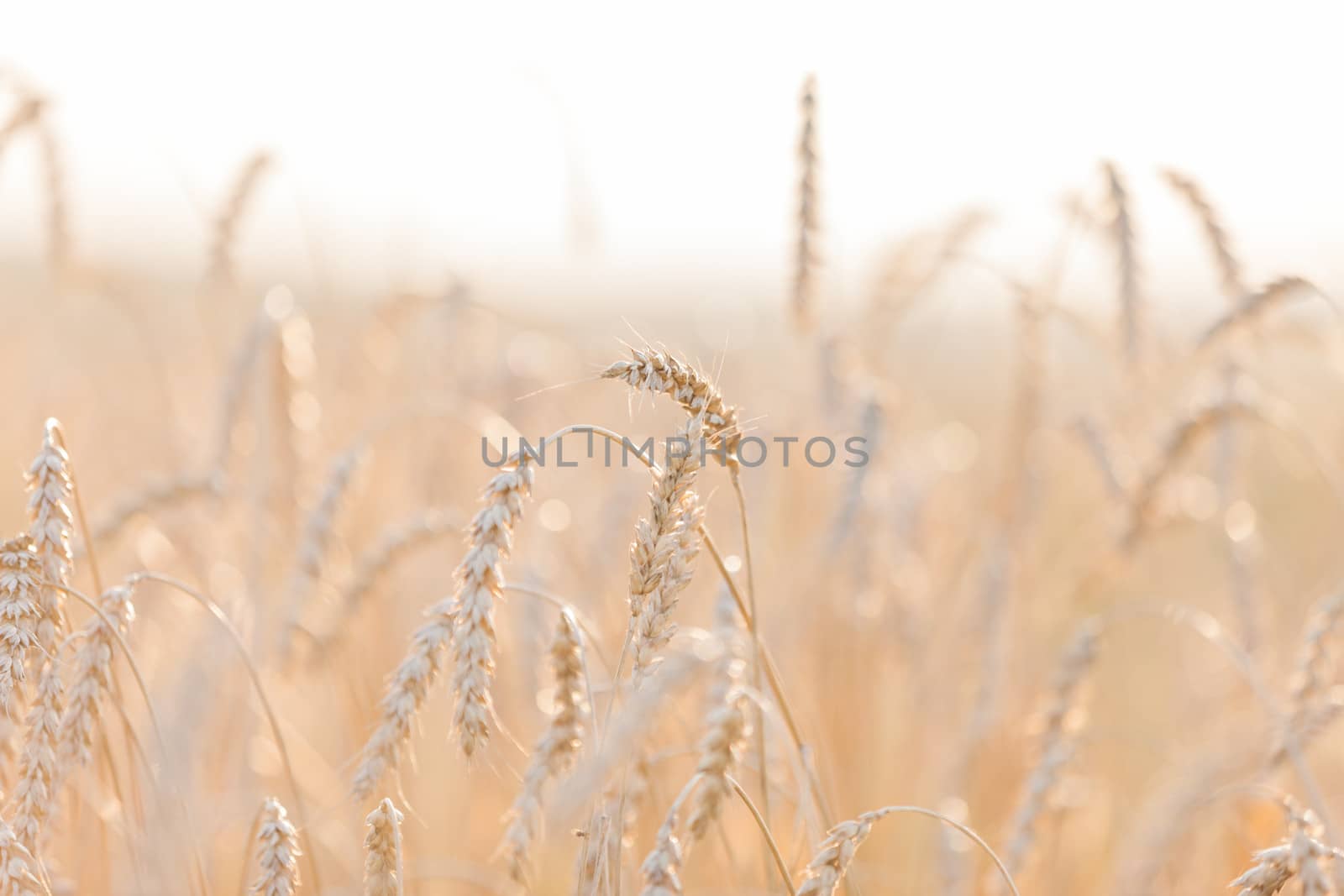 Gold ripe wheat or rye agriculture field plant