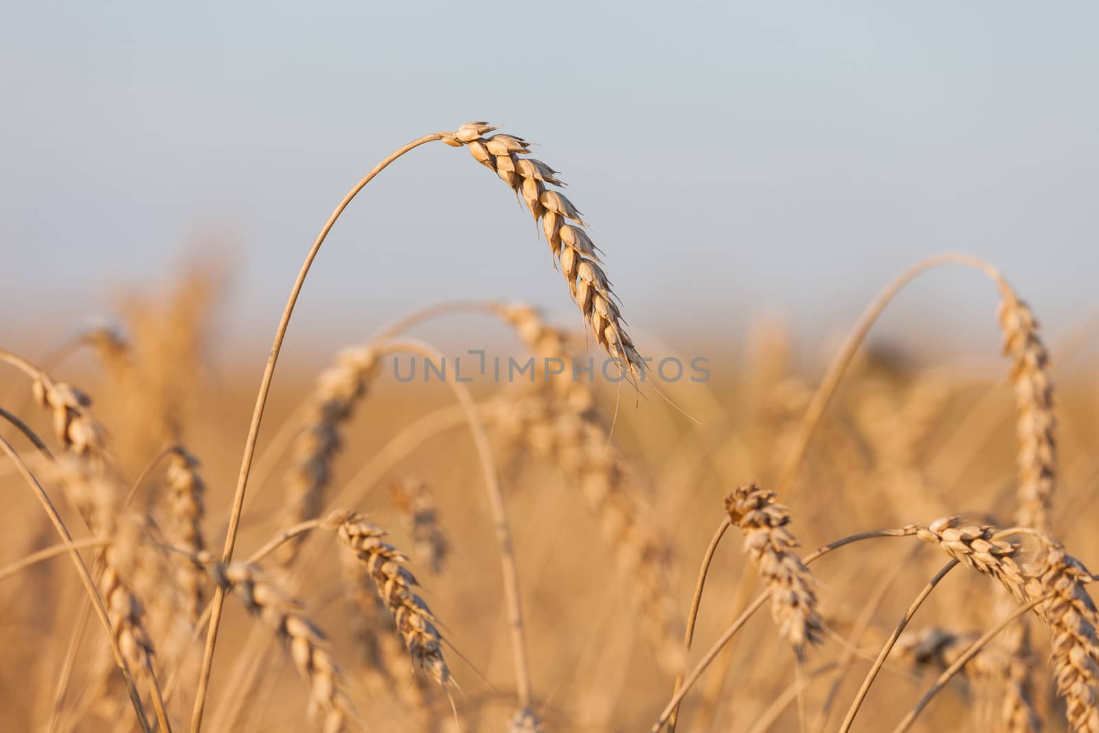 Wheat or rye agriculture field plant by ia_64