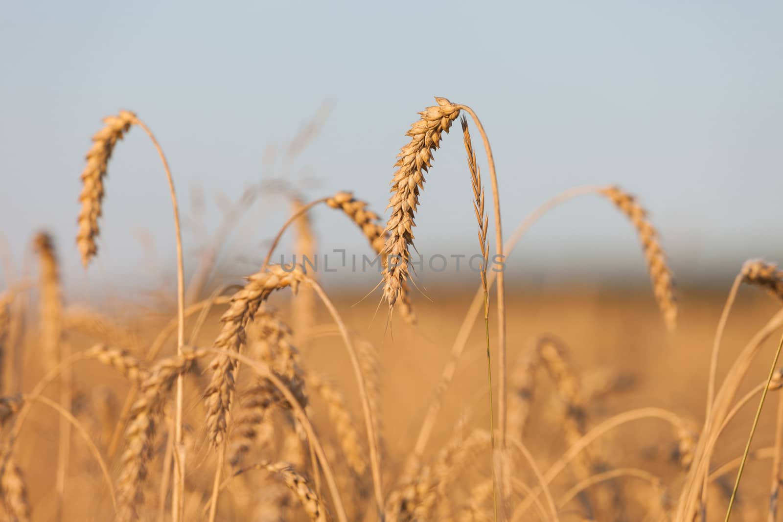Gold ripe wheat or rye agriculture field plant