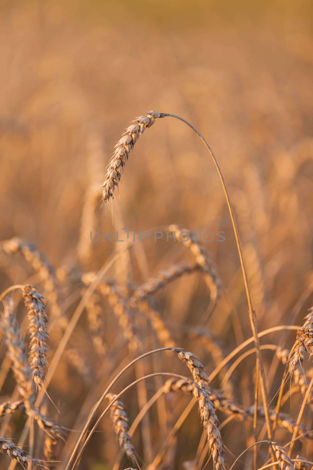 Gold ripe wheat or rye agriculture field plant