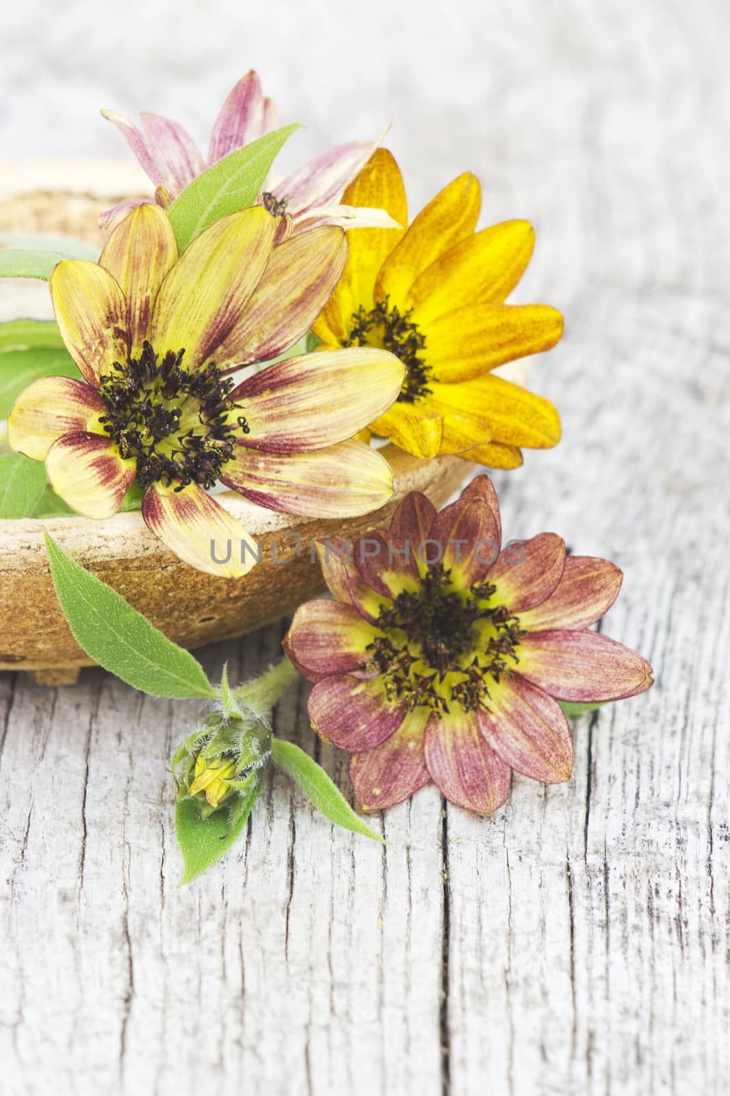 sunflowers on old wooden background (Helianthus) by miradrozdowski
