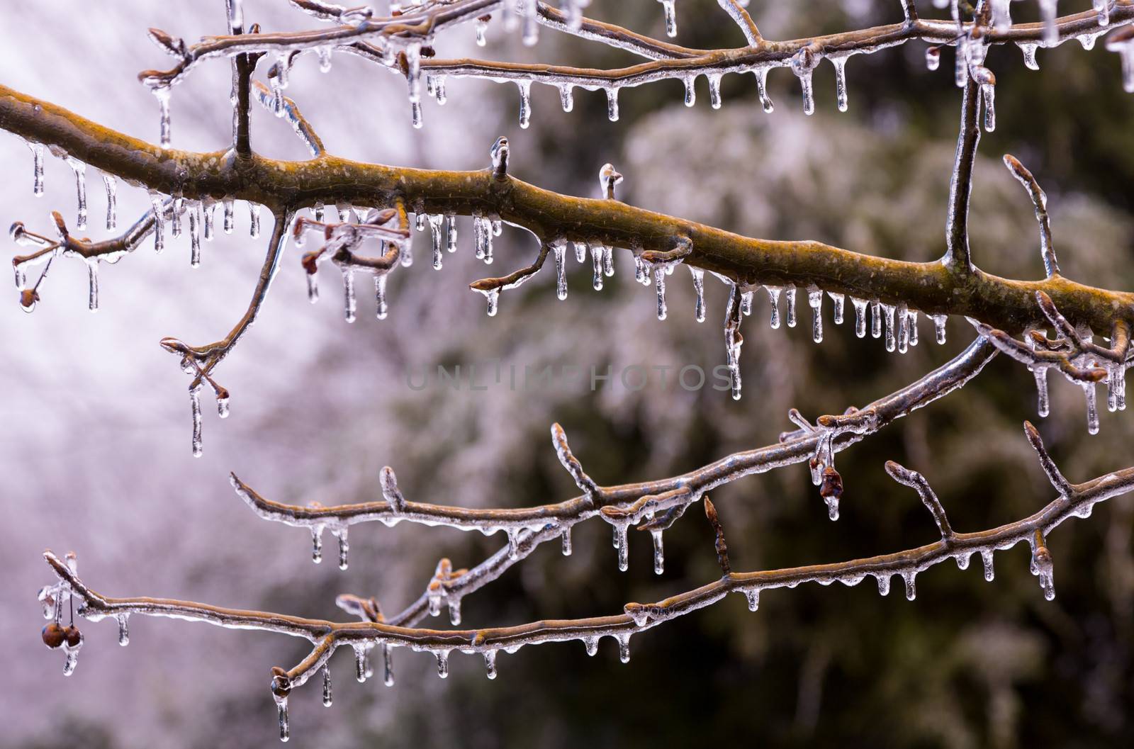 Icicles forming off ice covered branches of tree in winter as the covering starts to melt