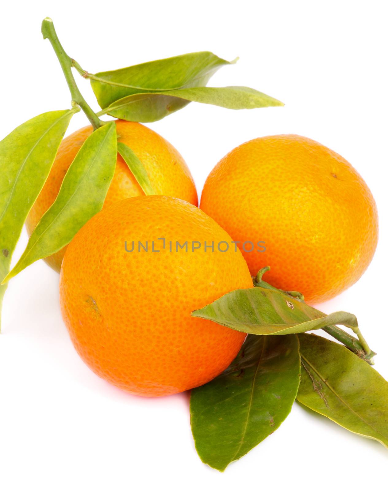 Arrangement of Fresh Ripe Tangerines with Stems and Leafs isolated on White background