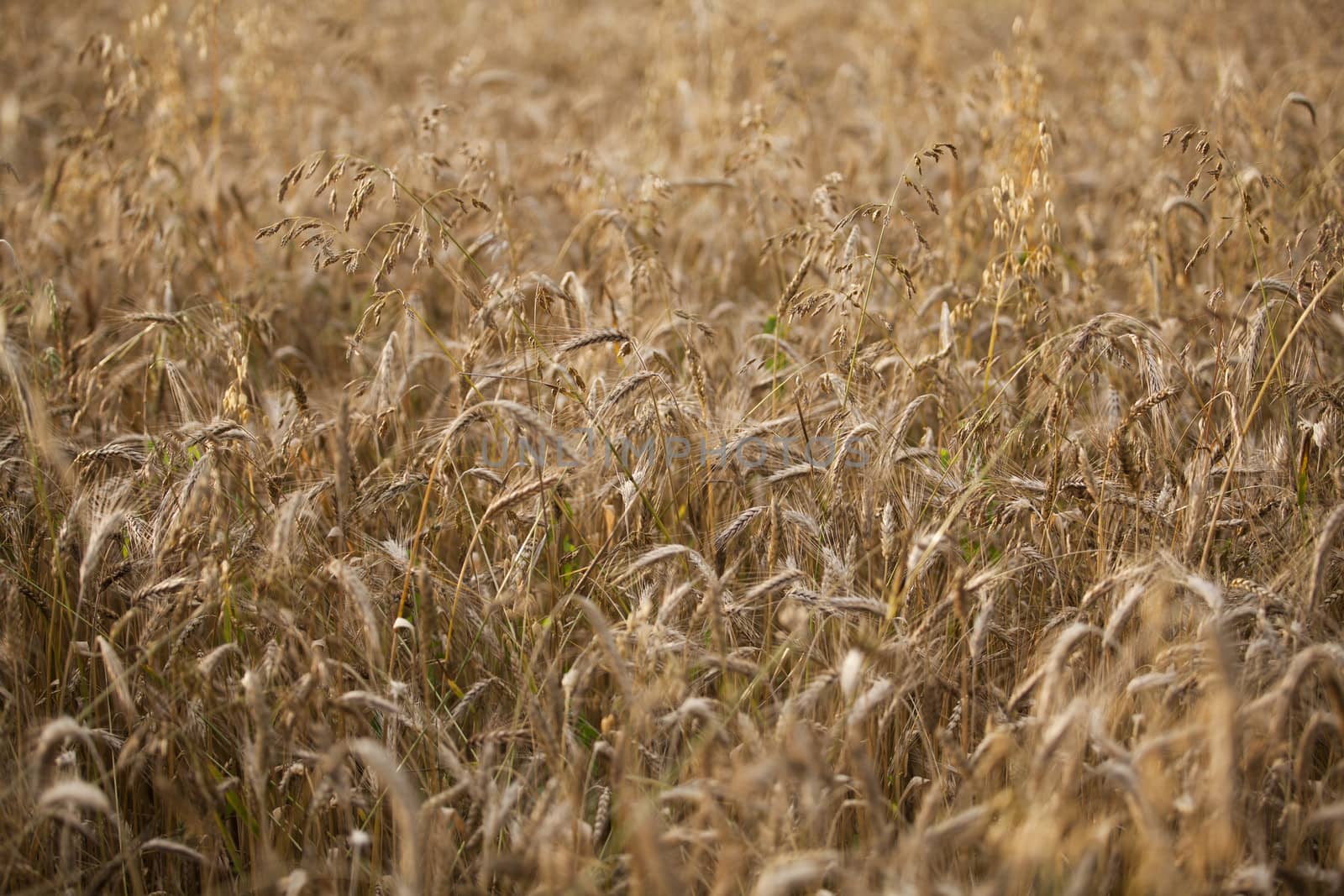 Organic wheat by wellphoto