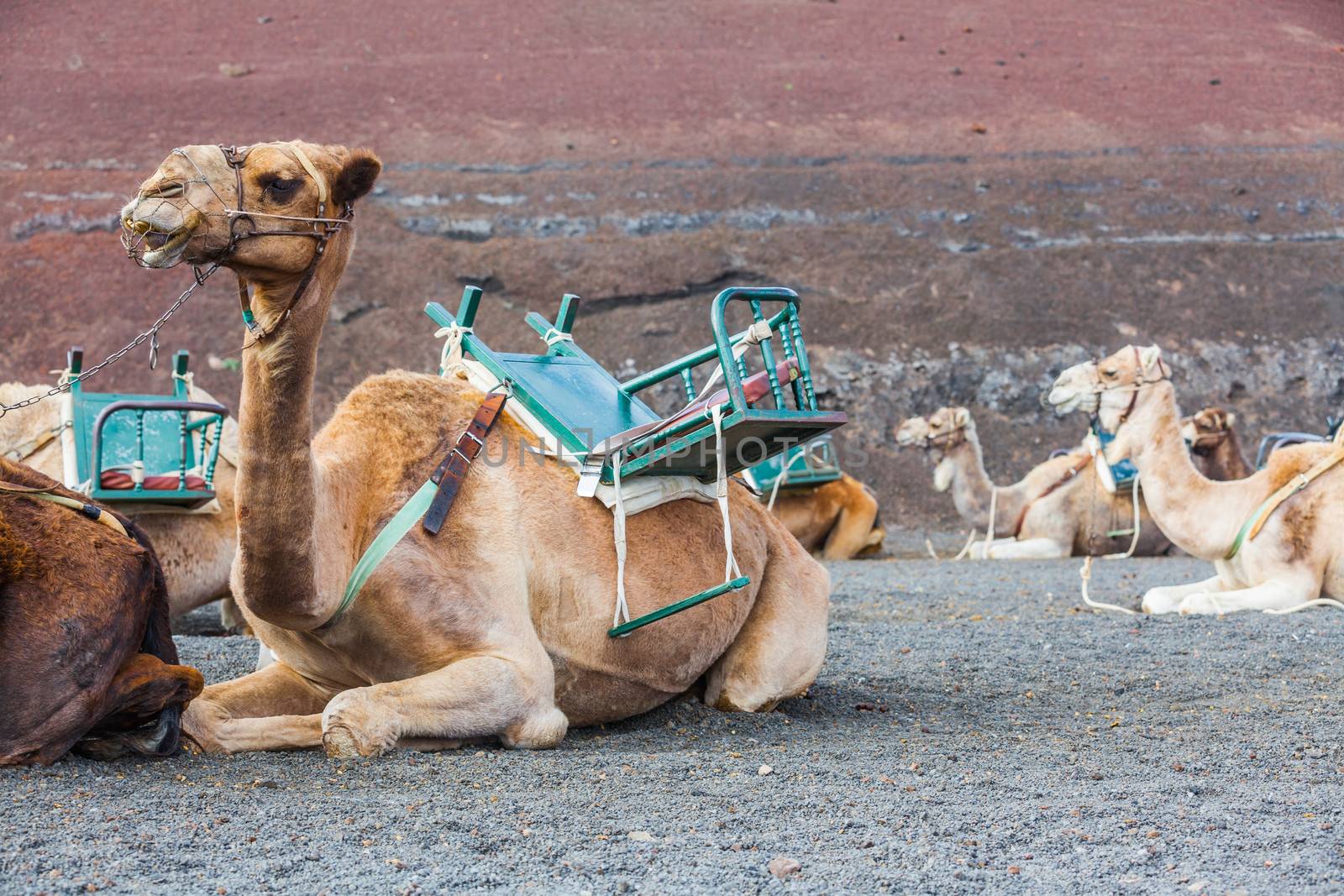 Camel in Lanzarote in timanfaya fire mountains at Canary Islands