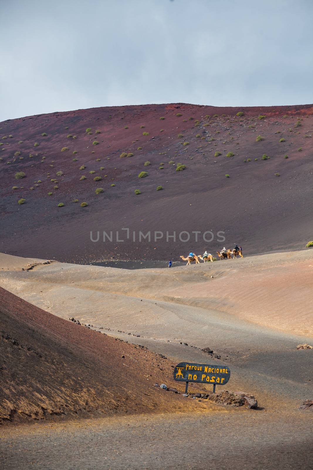 Camel in Lanzarote in timanfaya fire mountains at Canary Islands