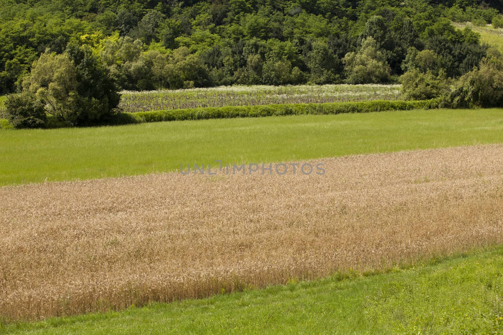 Wheat field