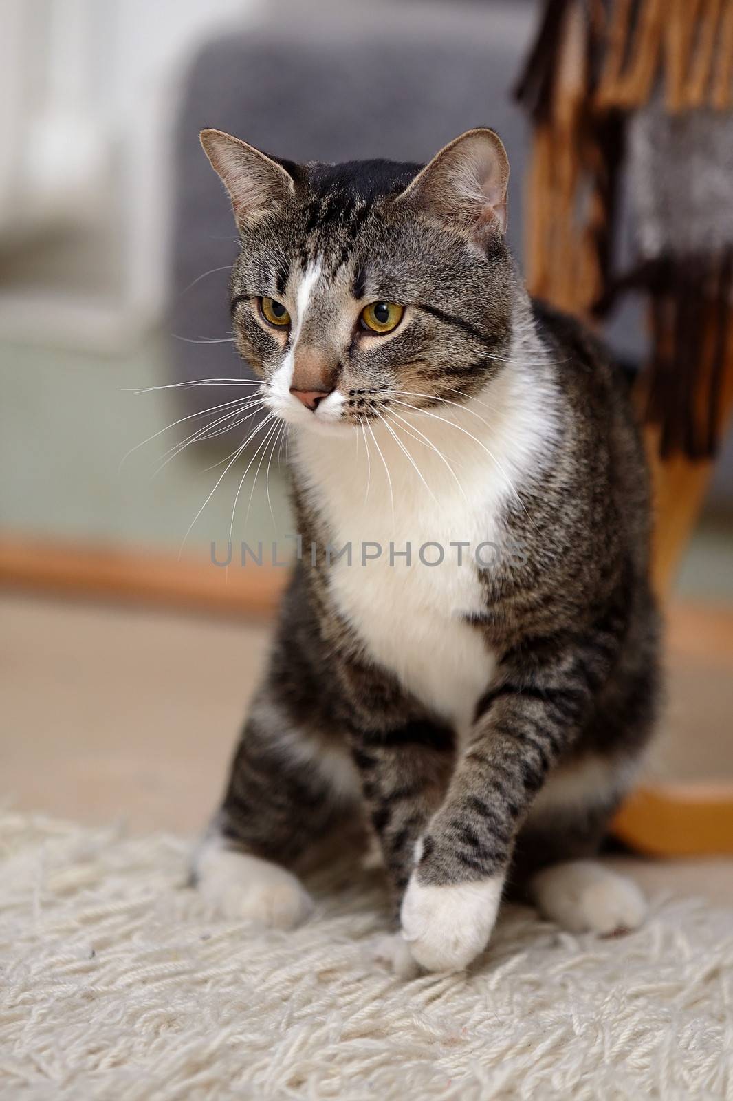 Gray yellow-eyed cat. Striped cat. Striped not purebred kitten. Small predator. Small cat.