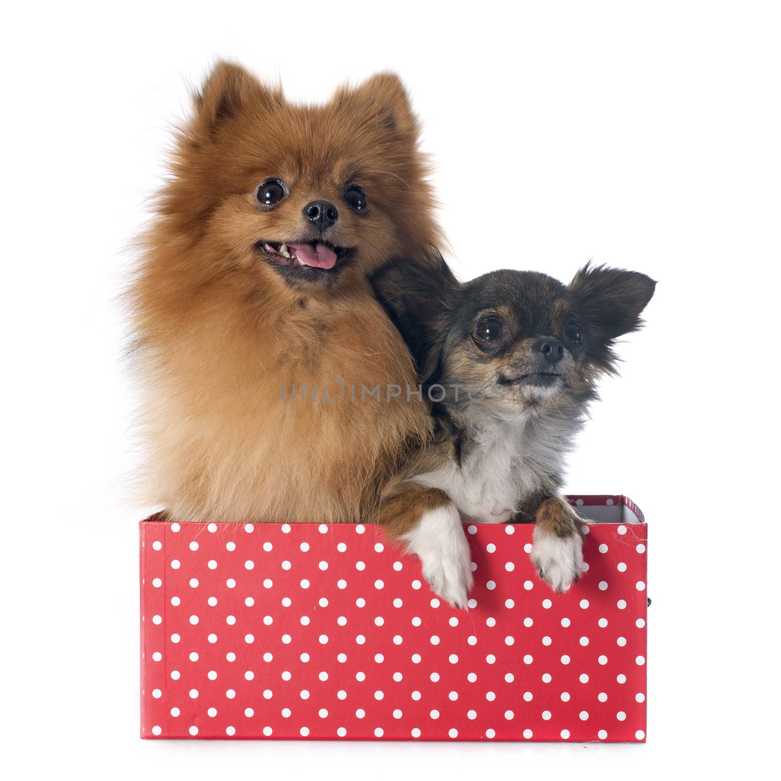 pomeranian spitz and chihuahua in front of white background