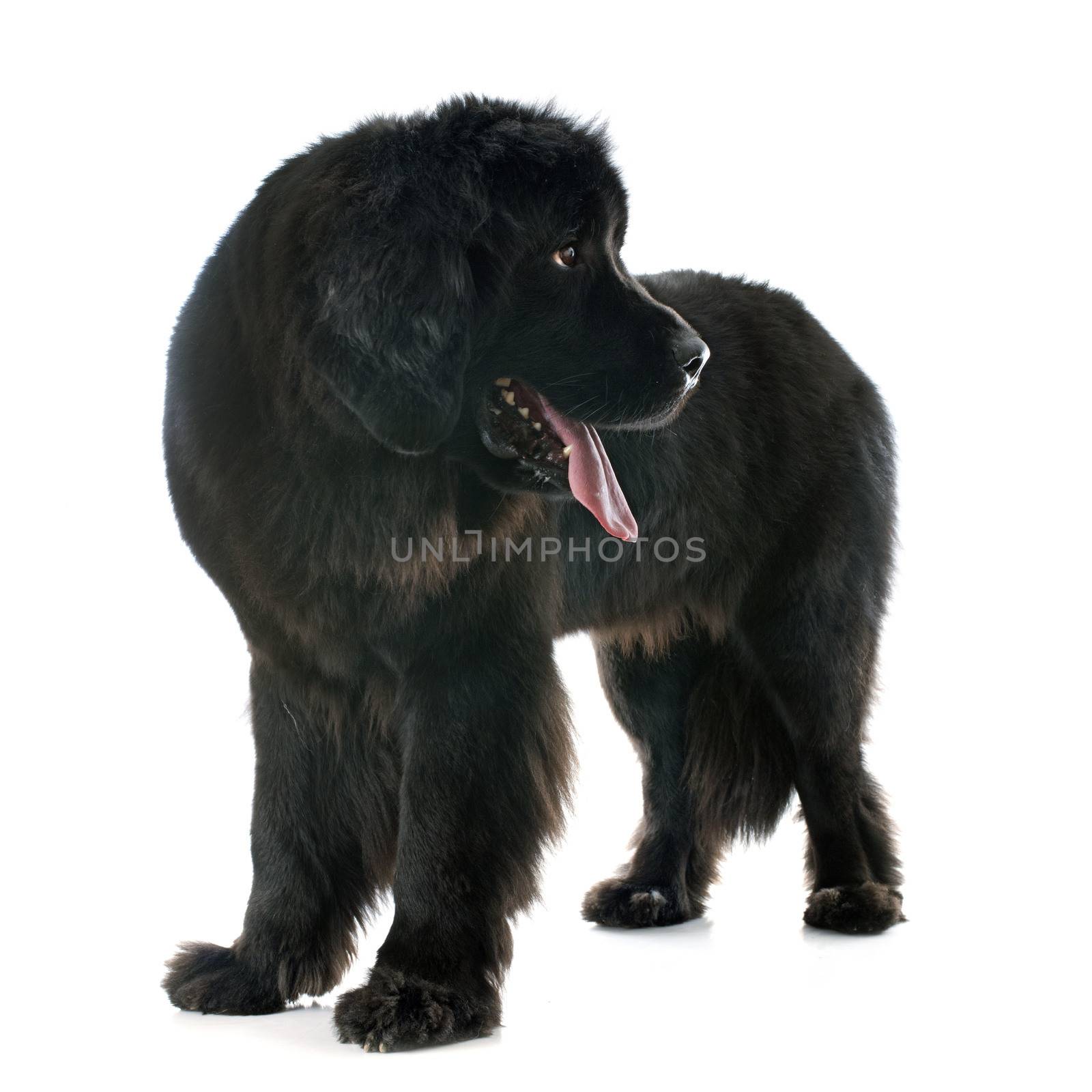 newfoundland dog in front of white background