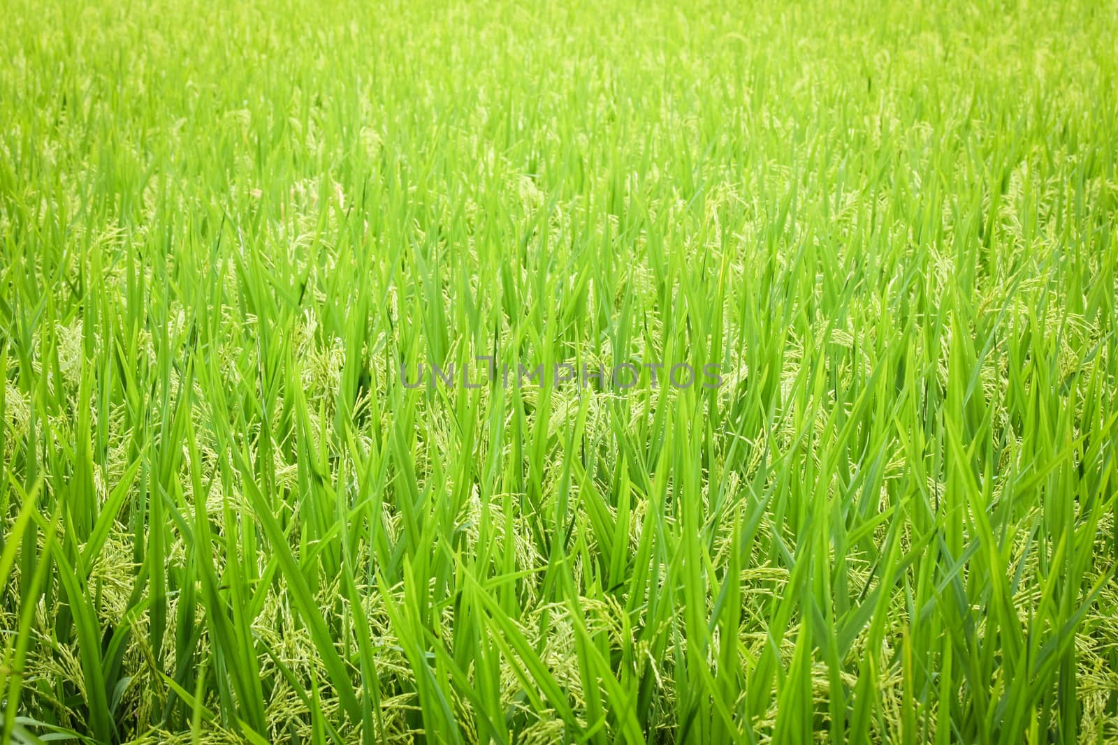 Rice field seamless pattern by juhku