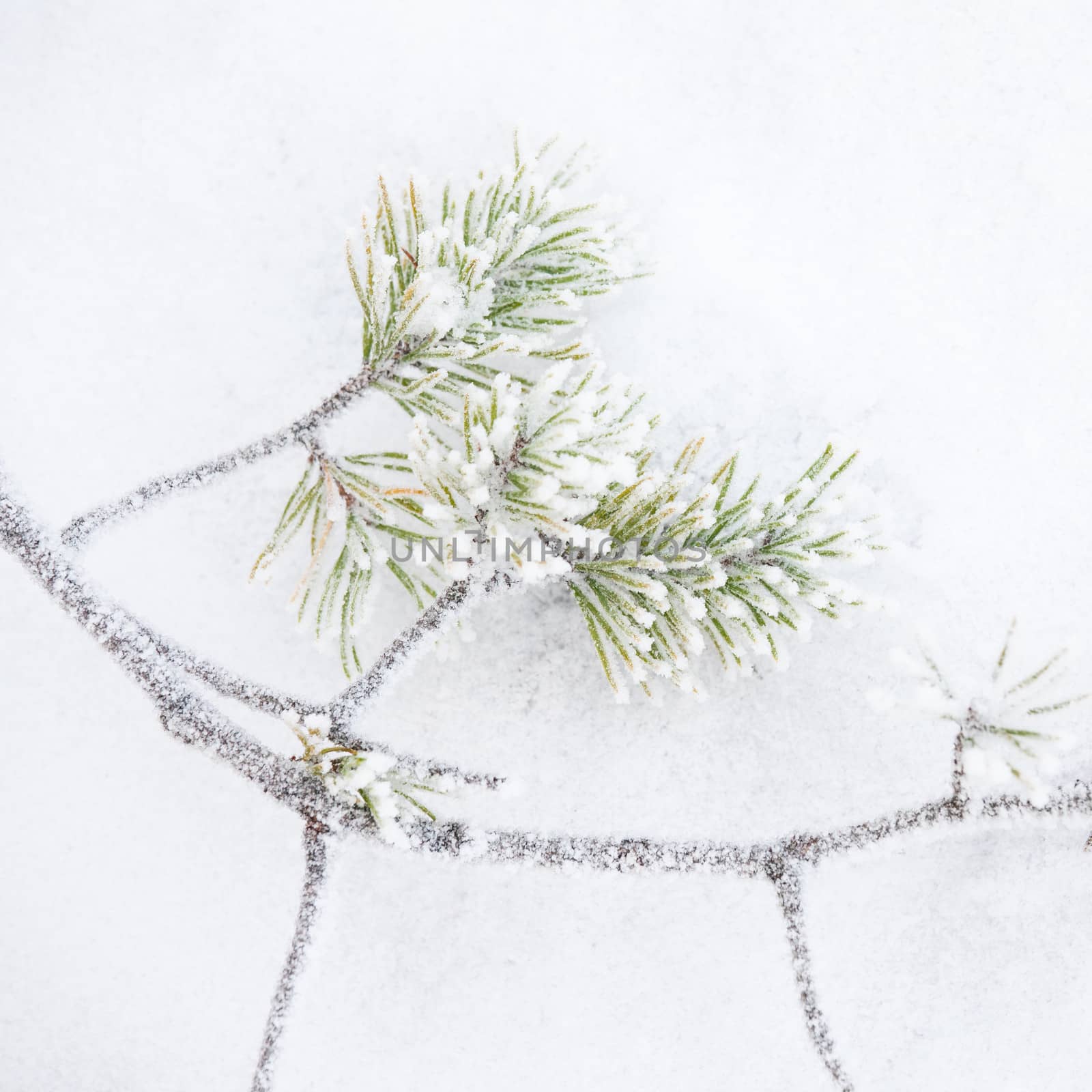 Frozen branch and snow background by juhku