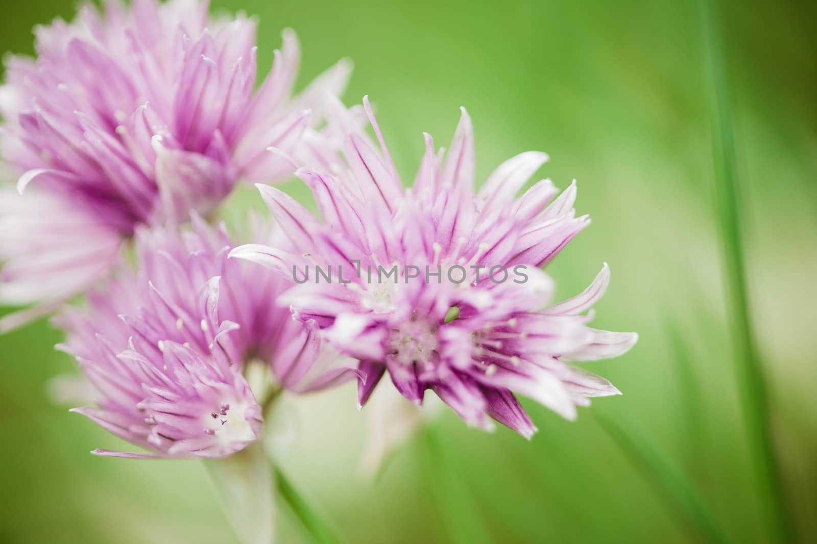 Beautiful purple flower by juhku