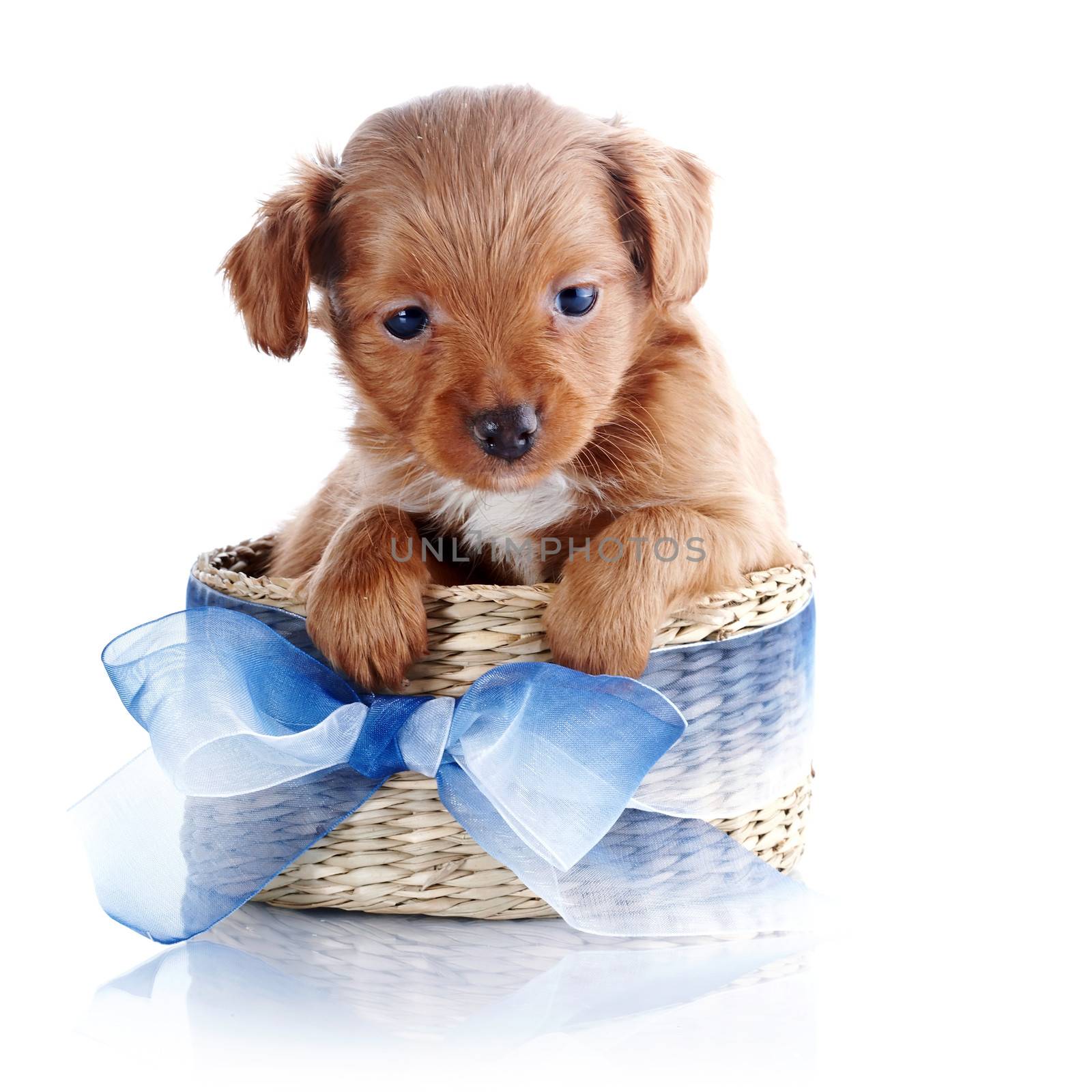 Puppy in a basket. Puppy in a wattled basket with a bow. Puppy of a decorative doggie. Decorative dog. Puppy of the Petersburg orchid on a white background