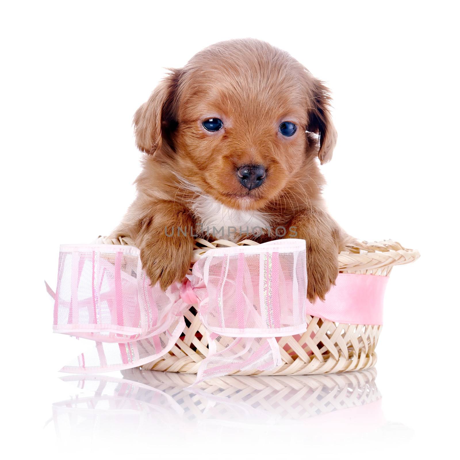 Puppy in a basket. Puppy in a wattled basket with a bow. Puppy of a decorative doggie. Decorative dog. Puppy of the Petersburg orchid on a white background