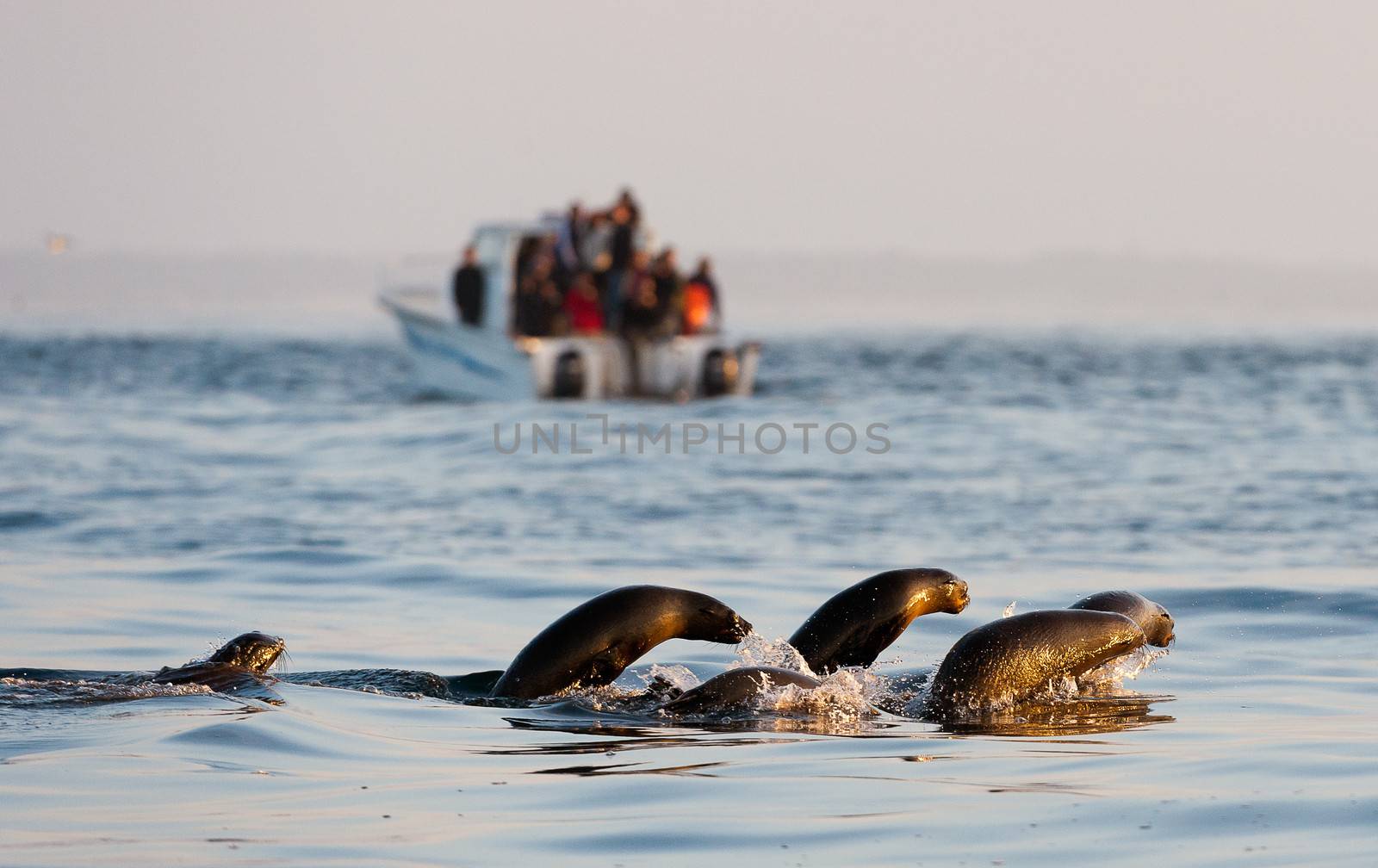 Seals swim and jumping out of water . Cape fur seal (Arctocephalus pusilus). Kalk Bay, False Bay, South Africa 