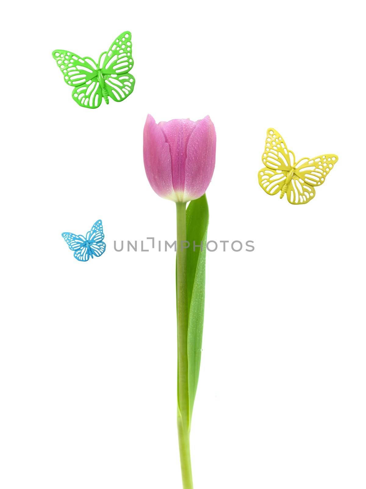 A tulip with butterflies isolated on white