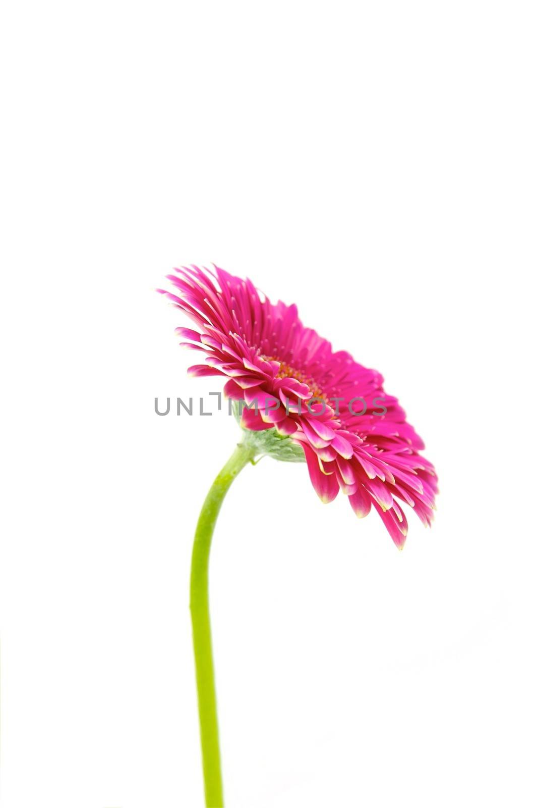 A pink gerbera flower on a white background