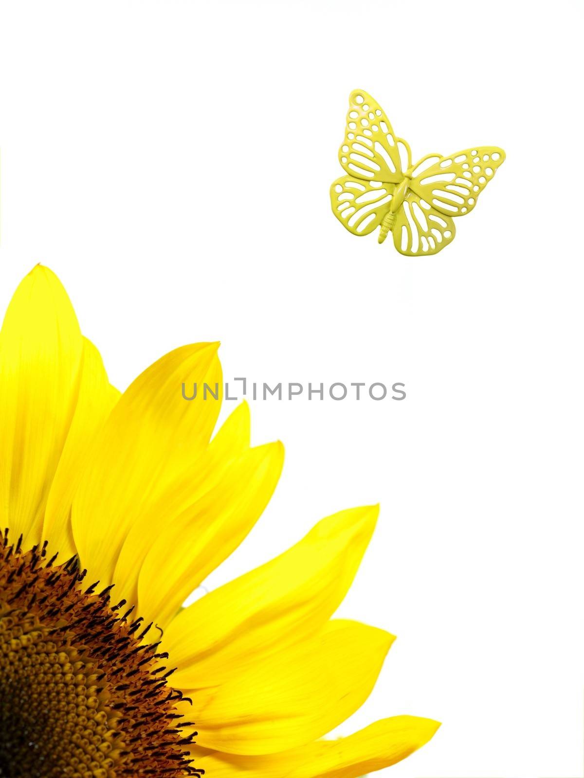 A closeup shot of a sun flower