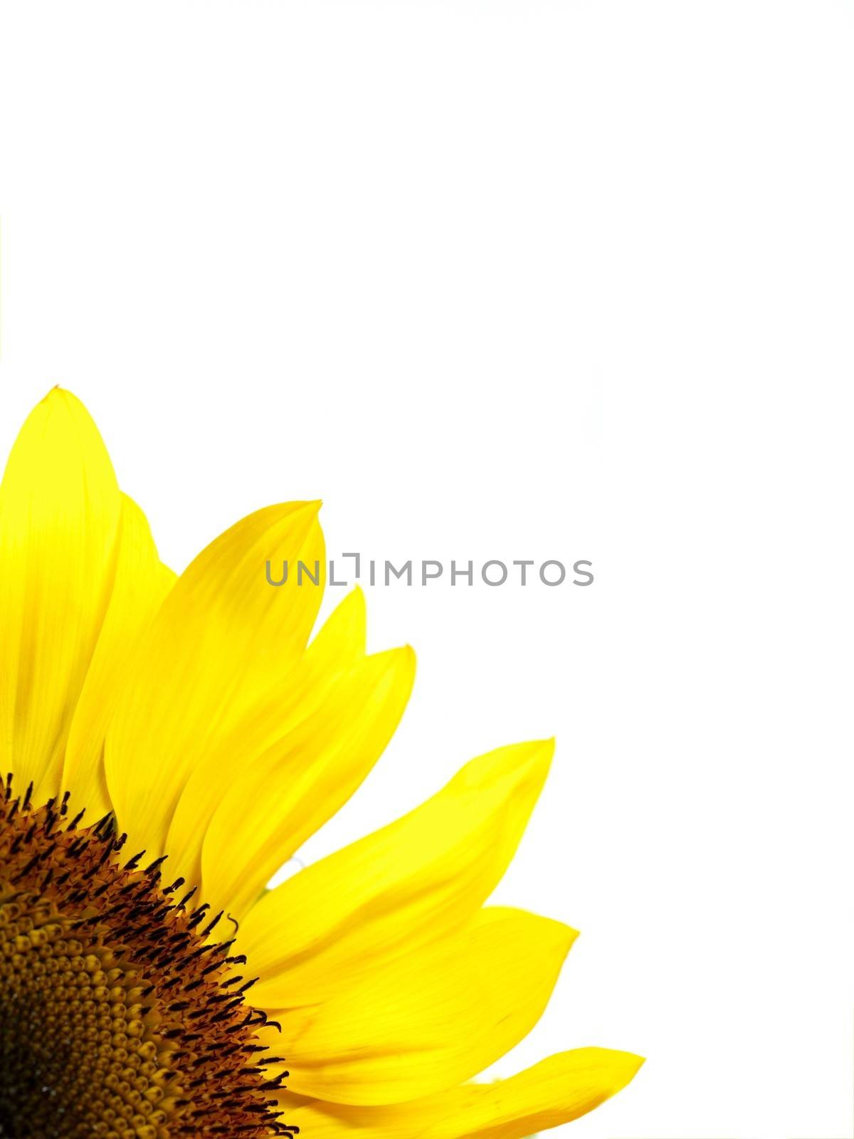 A close up shot of a sun flower