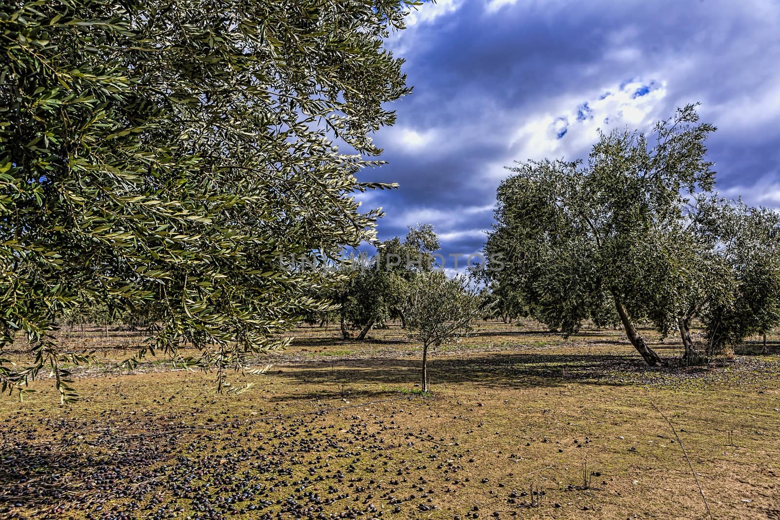 Field of olive trees by digicomphoto