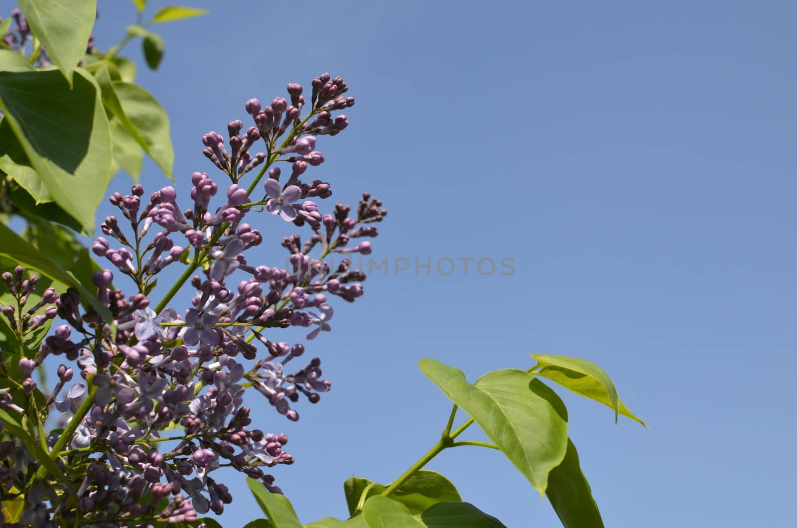 Violet Flower with Green Leaves on Blue Sky Brackground