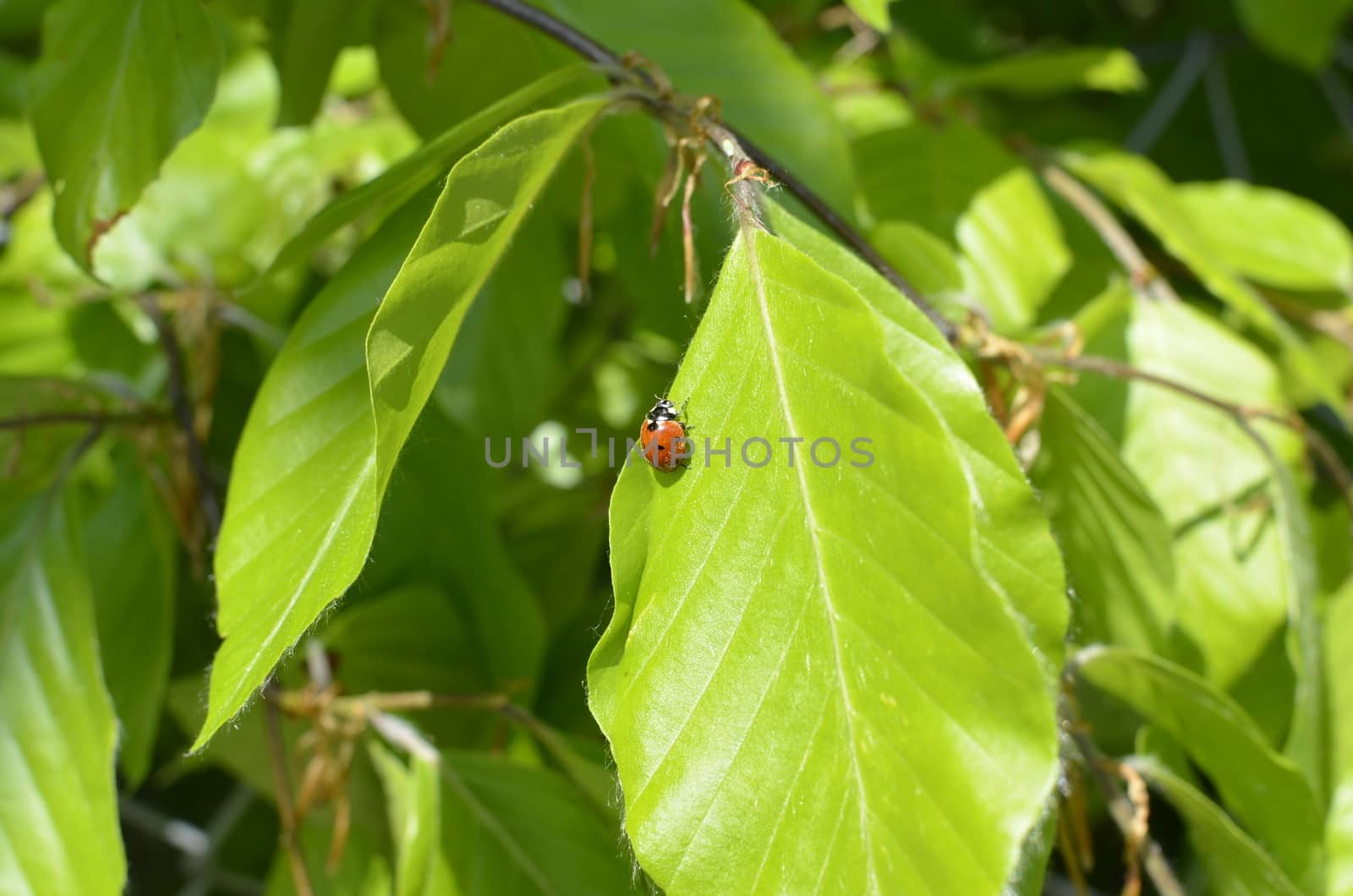 Ladybug on Green Leaf by fstockluk