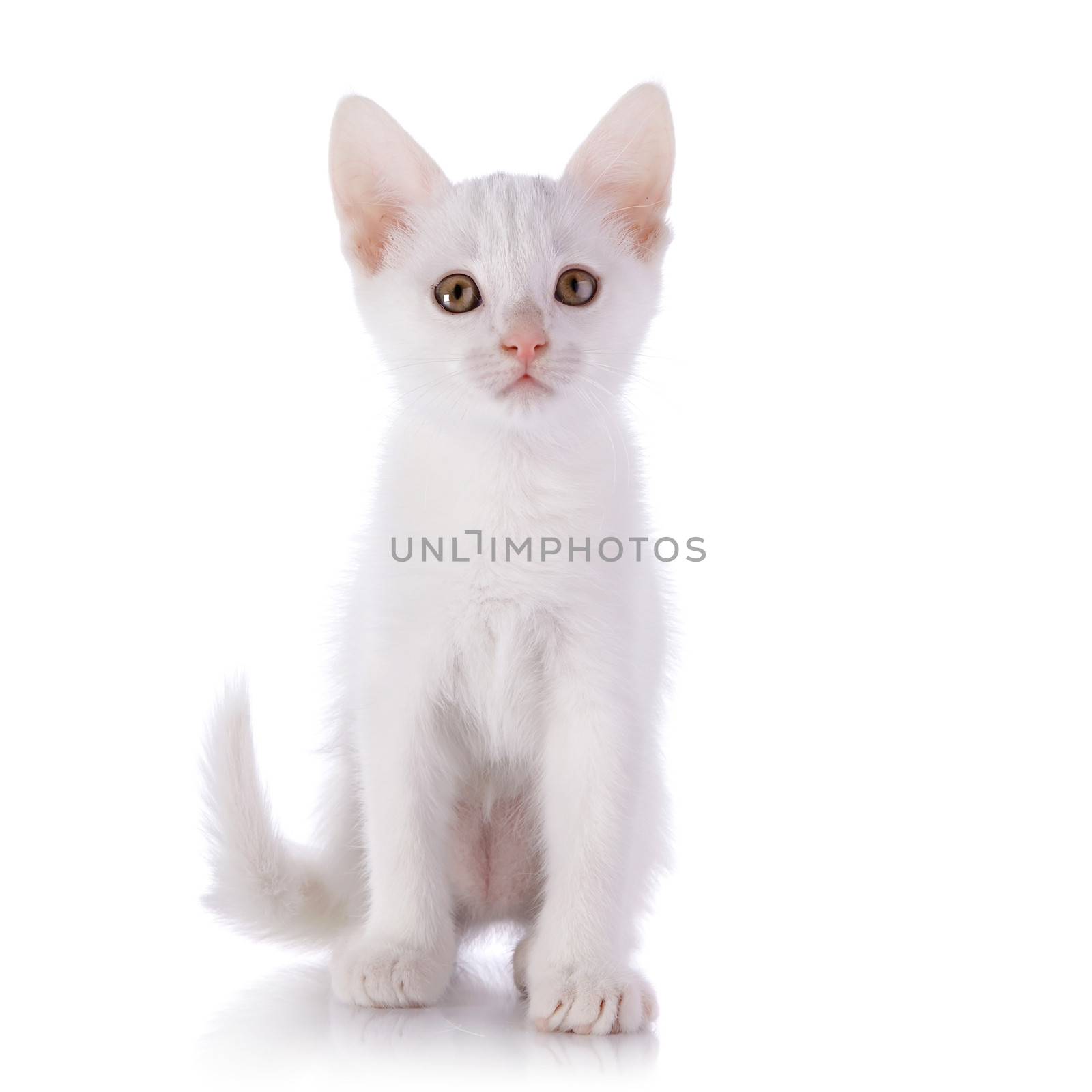 White kitten. by Azaliya