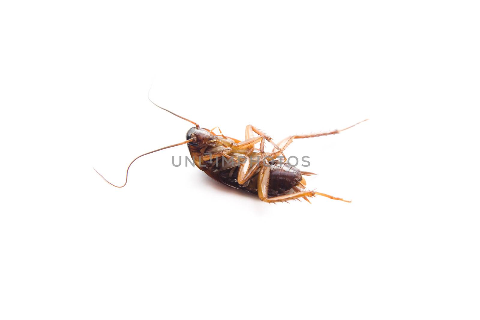 Dangerous Brown Cockroach by KEVMA21