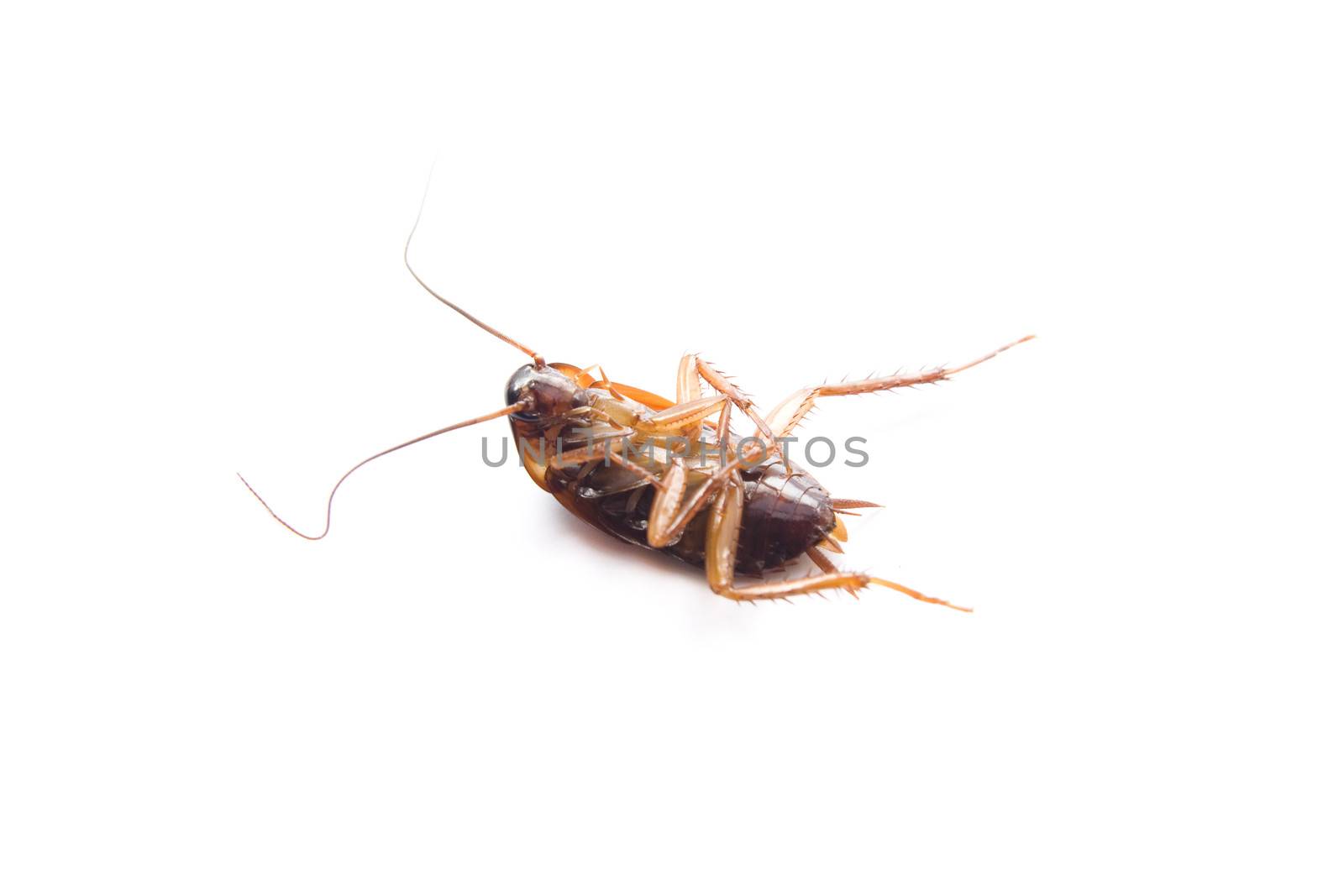 Dangerous Brown Cockroach