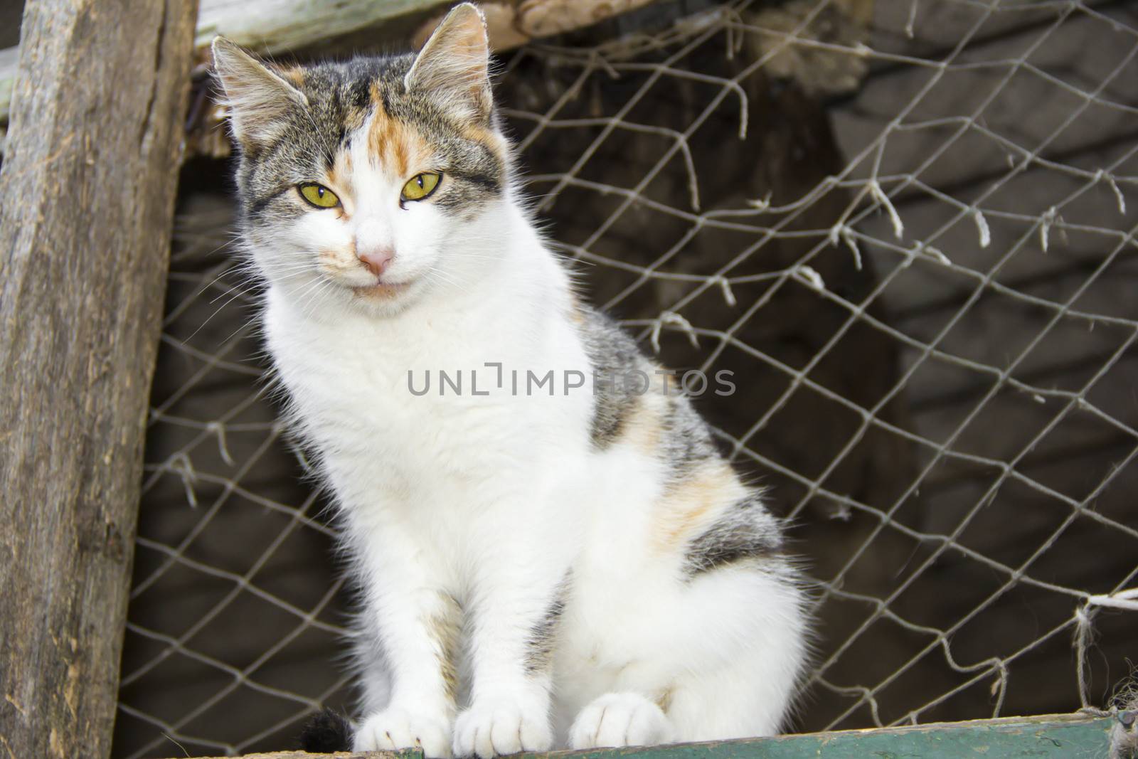 cat with yellow eyes sits at an altitude of