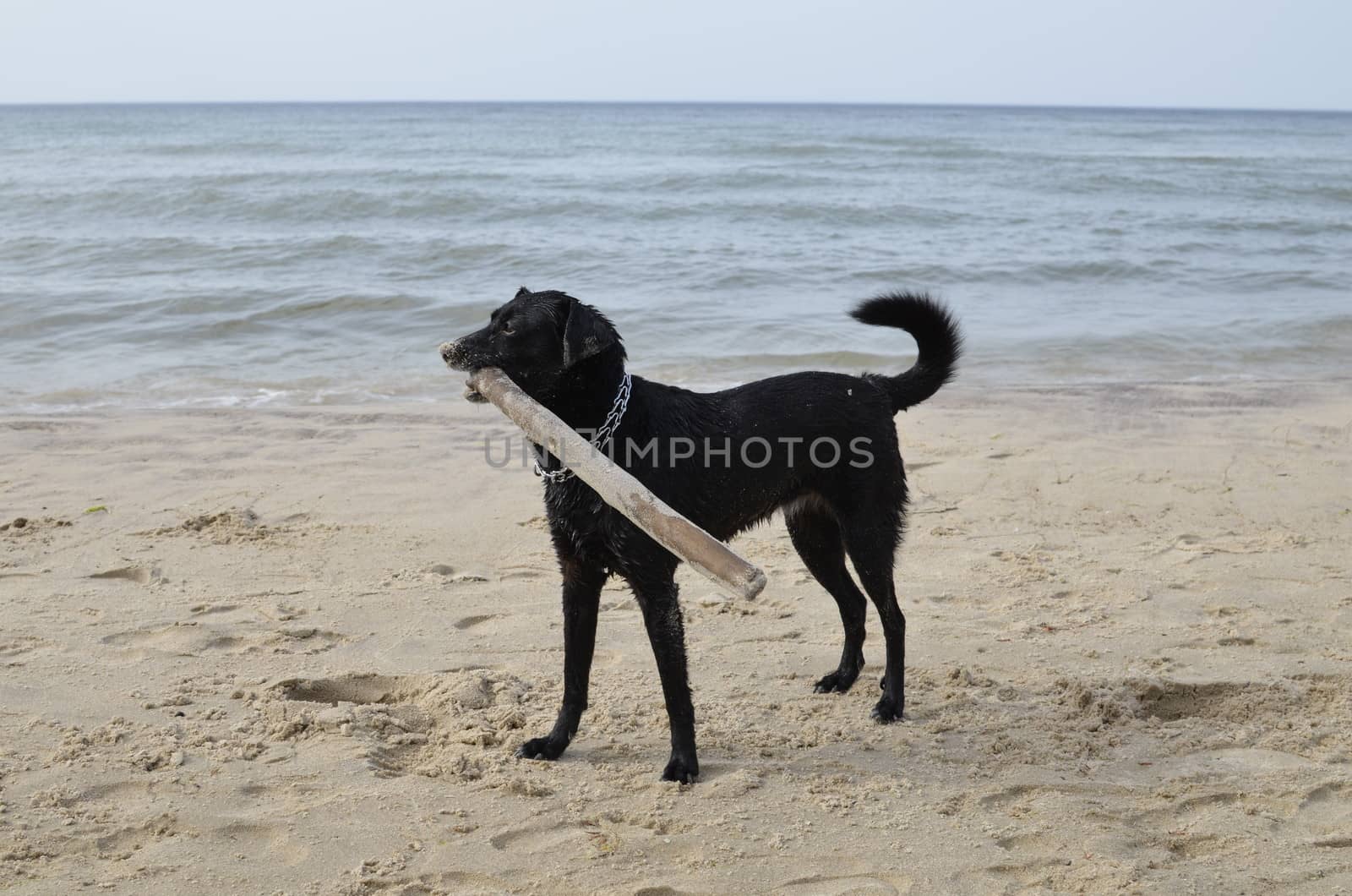 Single Black Dog on Sandy Beach