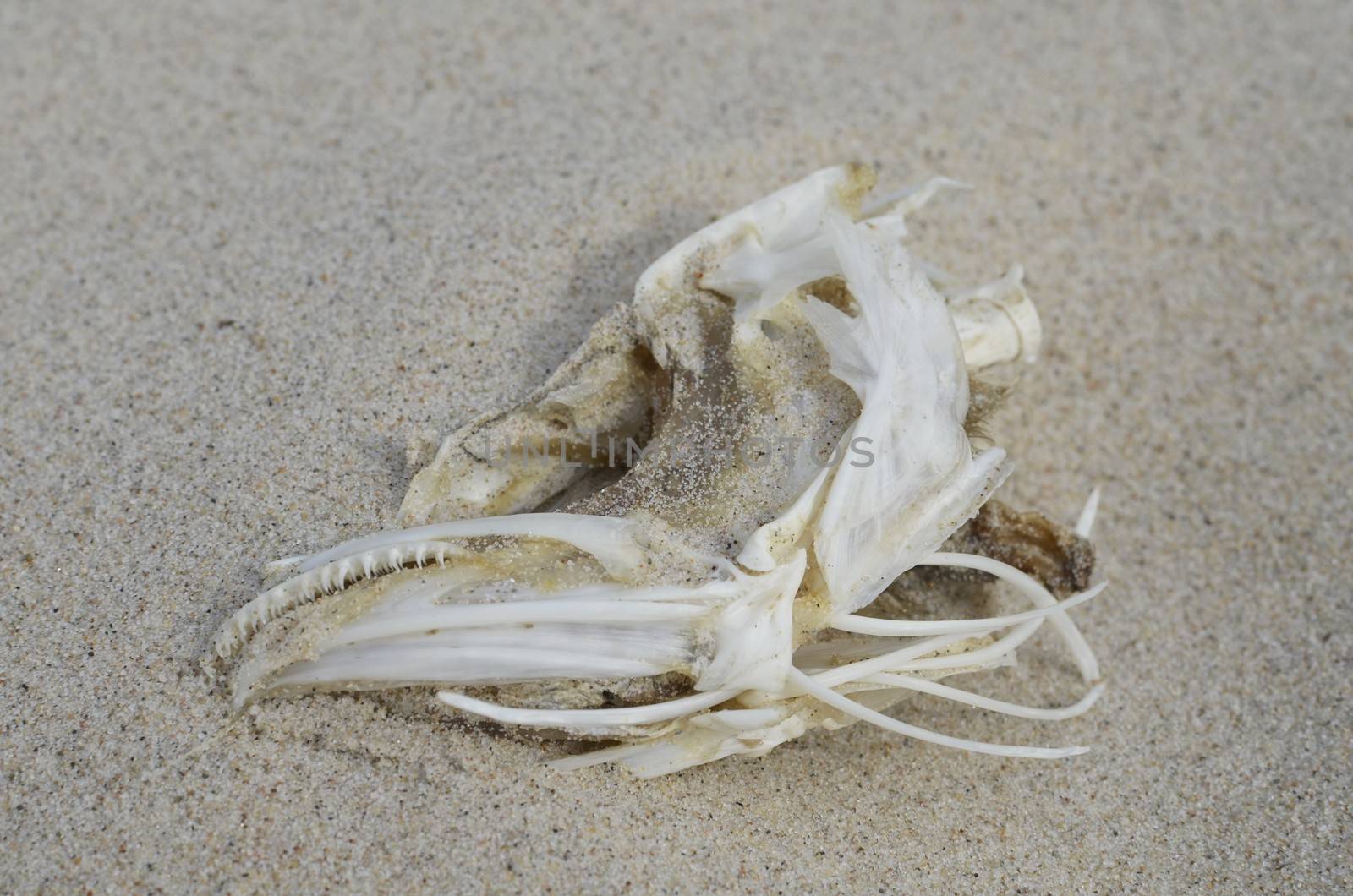 Skull of Dead Fish on the Sandy Beach by fstockluk