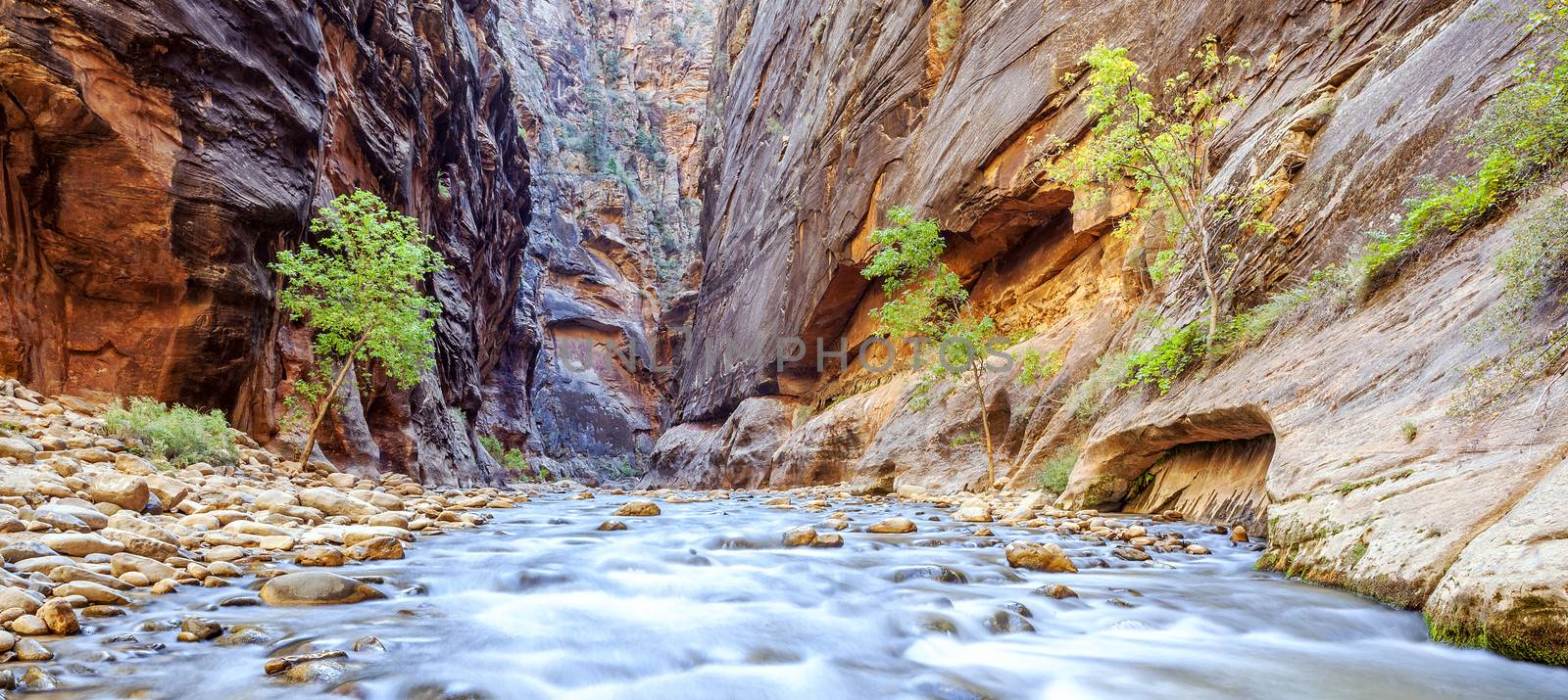 The iconic bend of the Virgin River in Zion National Park