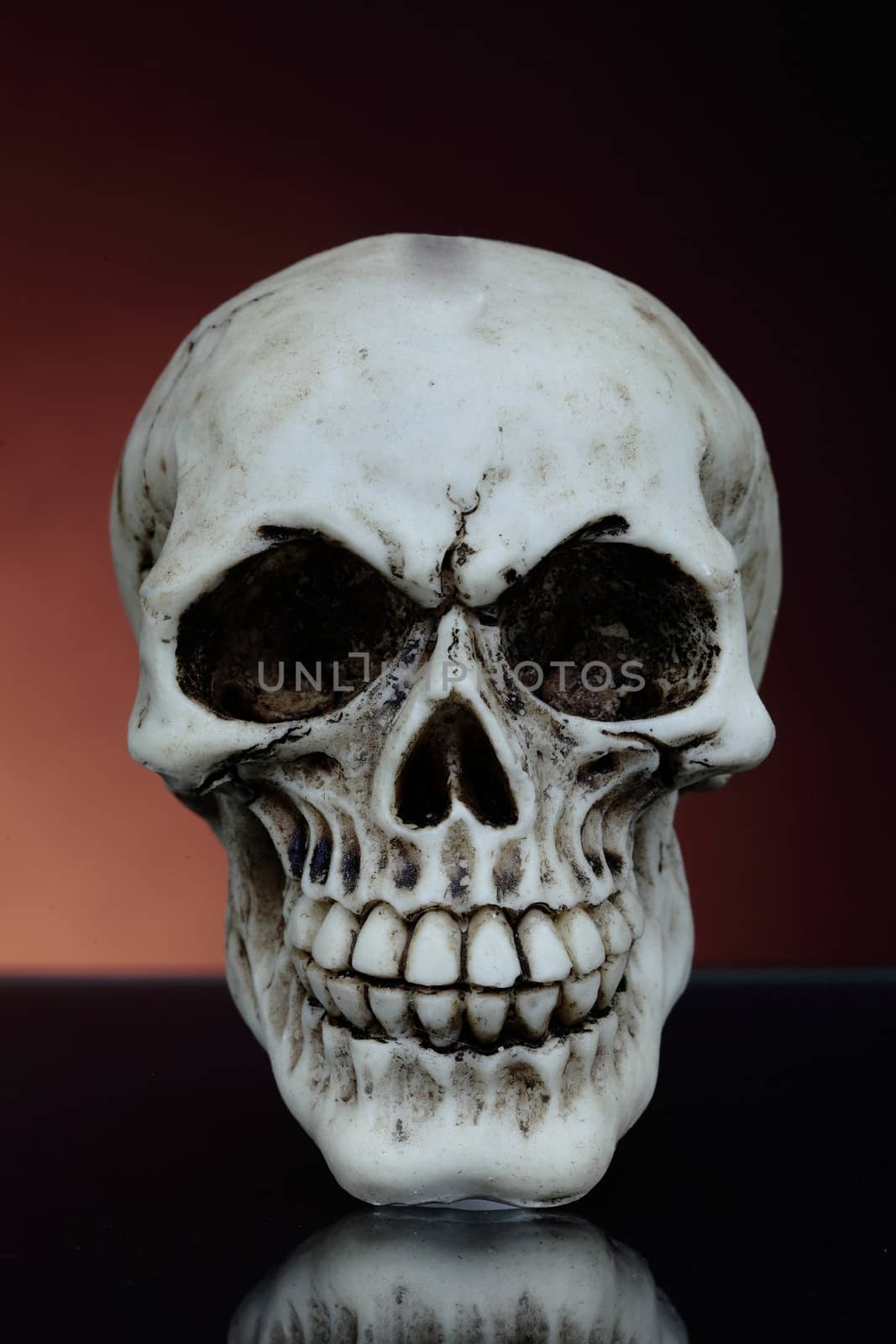 macabre human skull